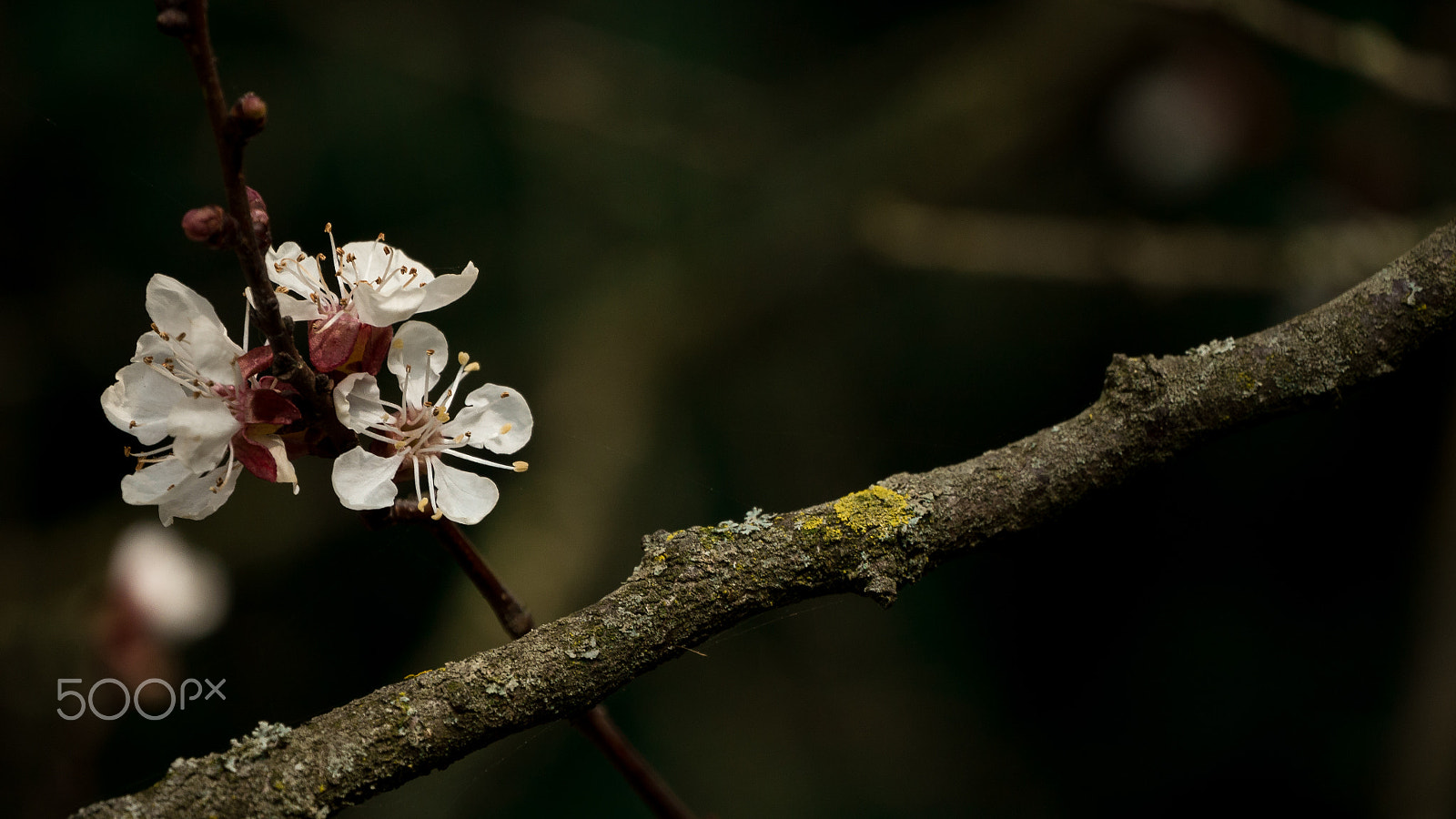 LUMIX G VARIO 45-150/F4.0-5.6 sample photo. Flowers in the darkness photography