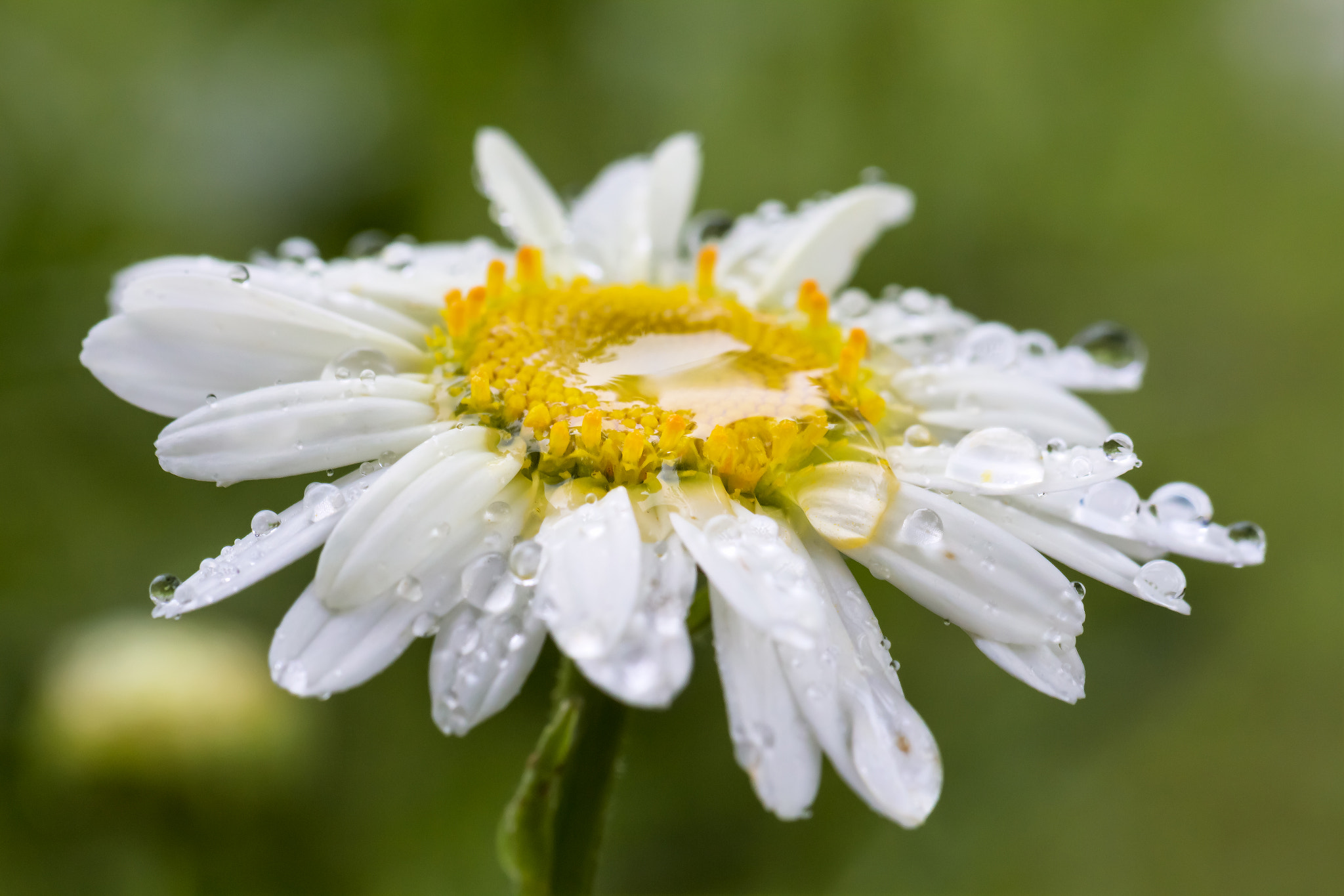 Canon EF 100mm F2.8L Macro IS USM sample photo. Rain on daisy photography