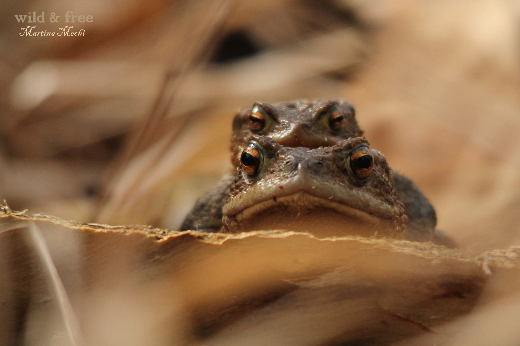 Sigma 150-500mm F5-6.3 DG OS HSM sample photo. *l*o*v*e* photography
