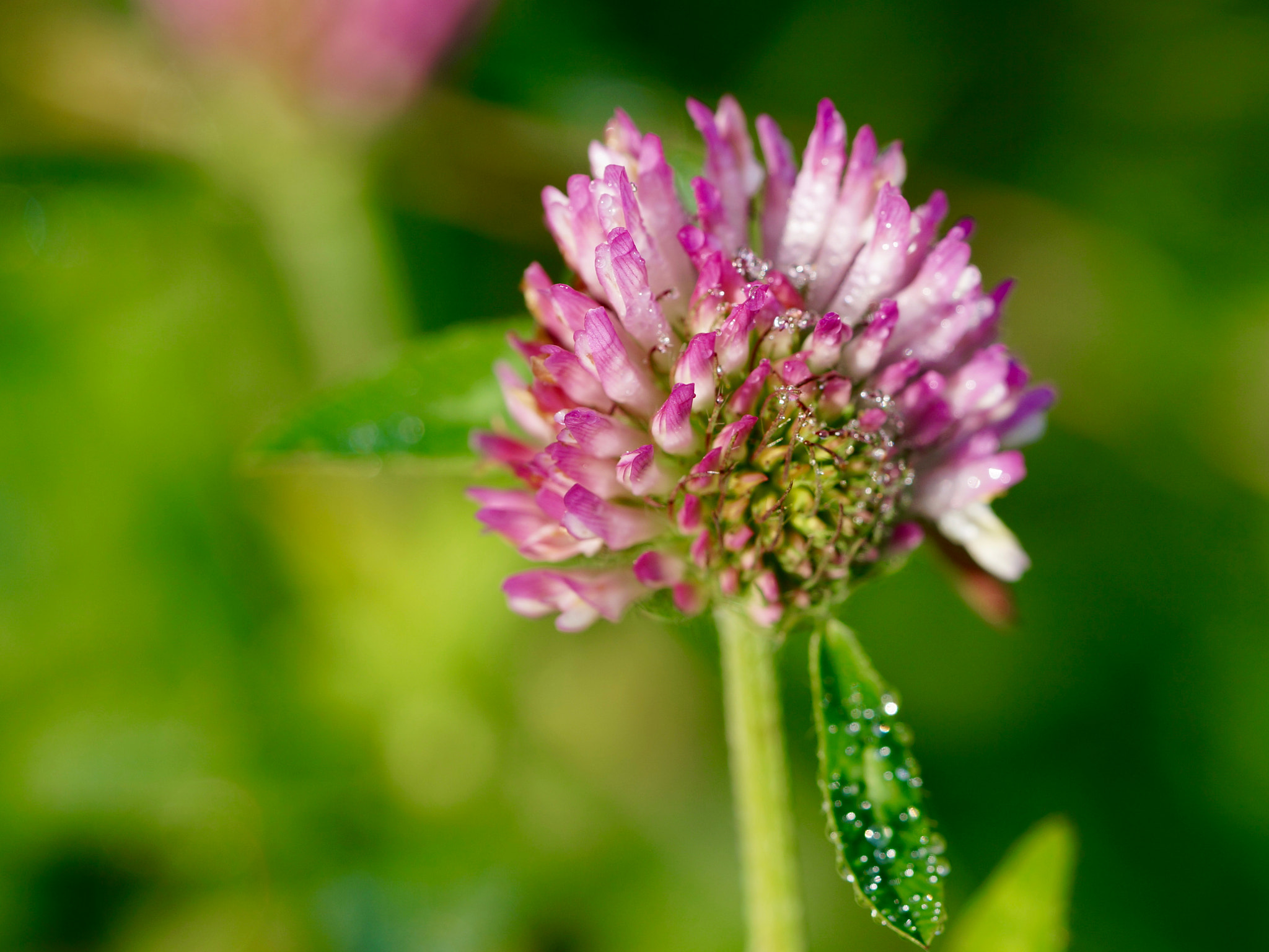 Sony Alpha NEX-6 + Sony FE 90mm F2.8 Macro G OSS sample photo. Macro photography