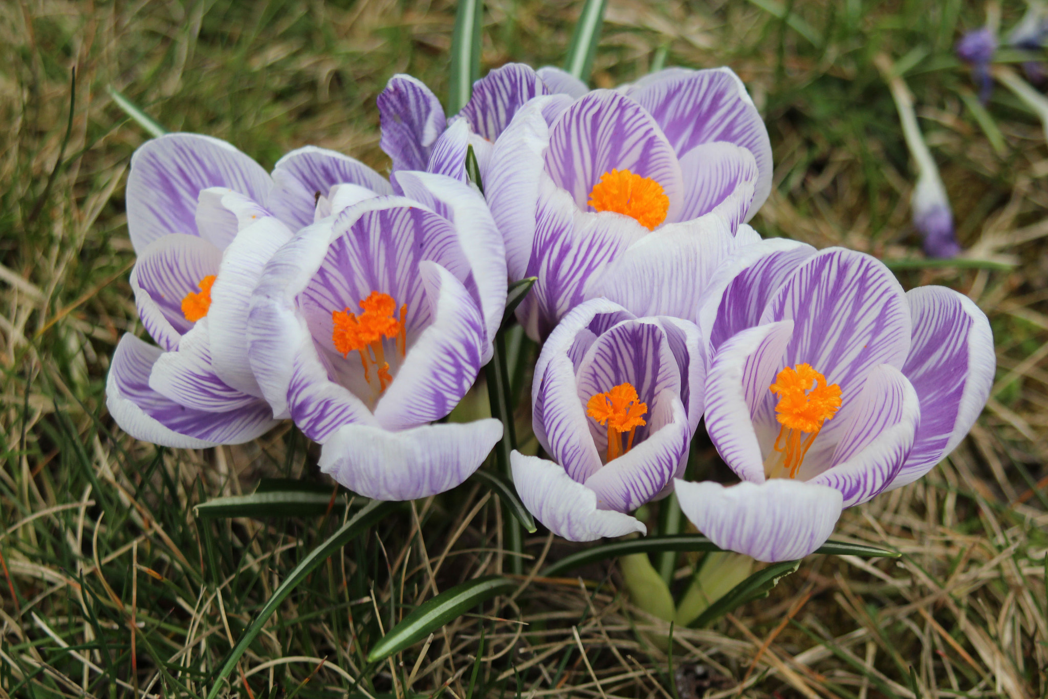 Canon EOS 600D (Rebel EOS T3i / EOS Kiss X5) + Canon EF 38-76mm f/4.5-5.6 sample photo. Springtime photography