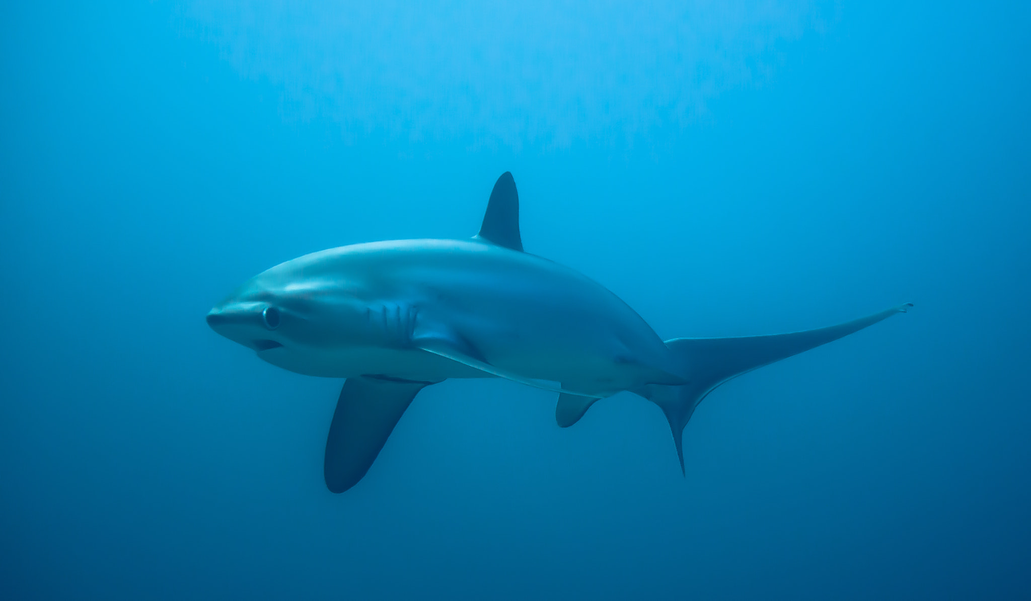 Olympus PEN E-PL5 + Olympus M.Zuiko Digital 45mm F1.8 sample photo. Baby thresher shark photography