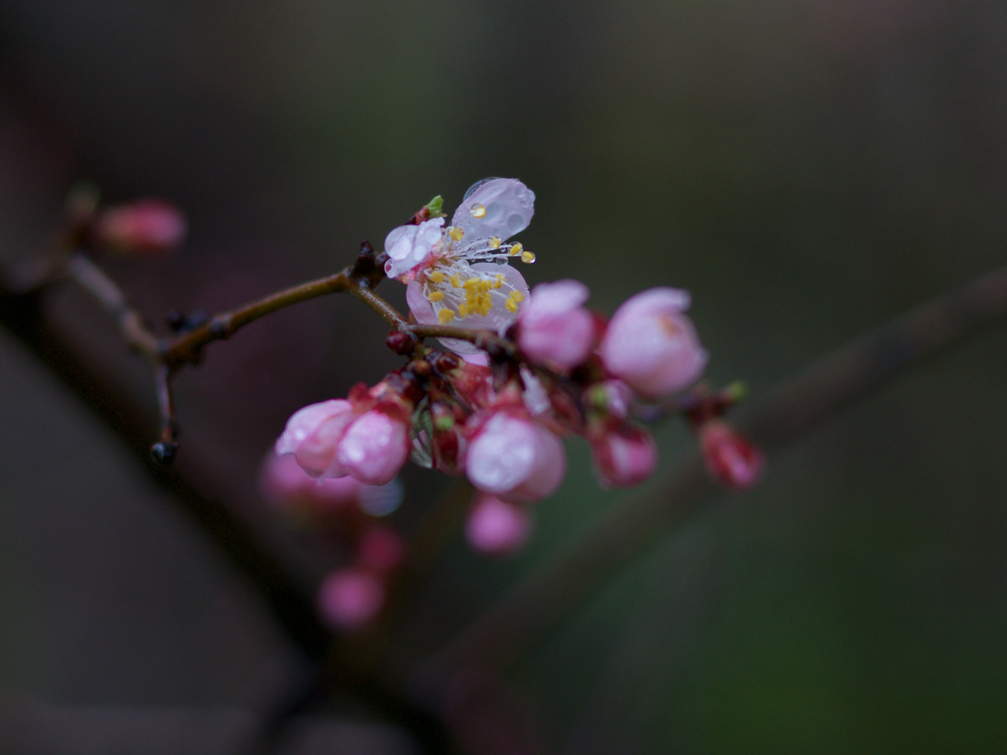 Sony Alpha NEX-6 + Sony 85mm F2.8 SAM sample photo. Spring drops photography