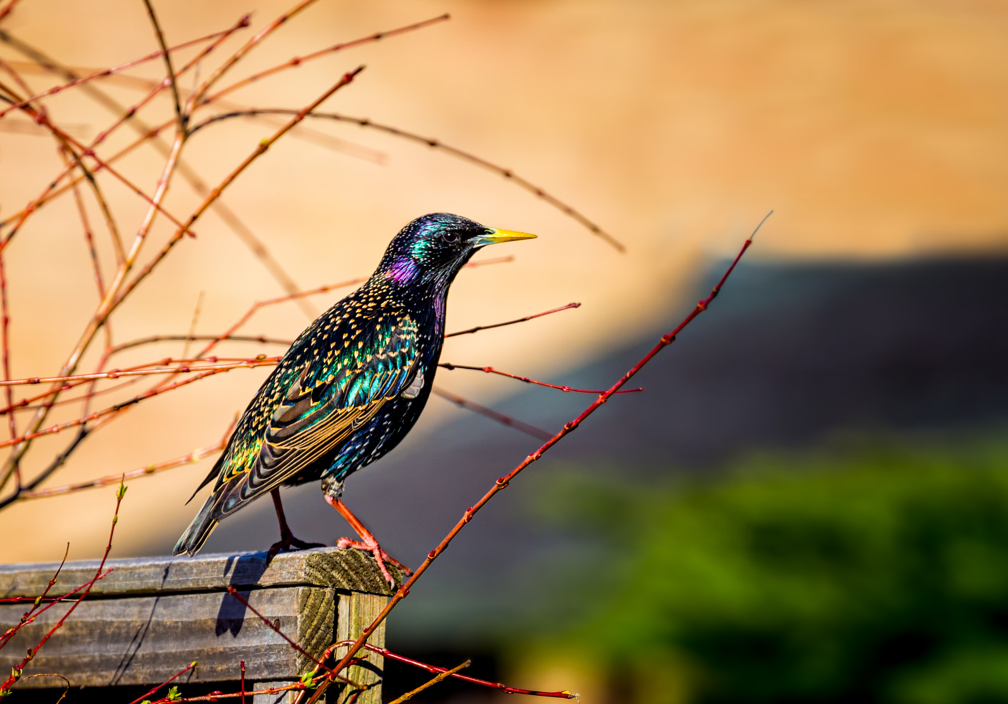 Canon EOS 100D (EOS Rebel SL1 / EOS Kiss X7) + Canon EF 70-300mm F4-5.6L IS USM sample photo. Starling at sunrise photography