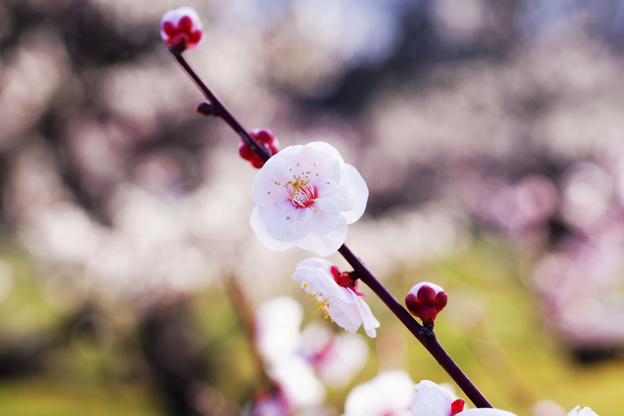 Sony Alpha NEX-6 + Sony Distagon T* FE 35mm F1.4 ZA sample photo. Plum flower photography