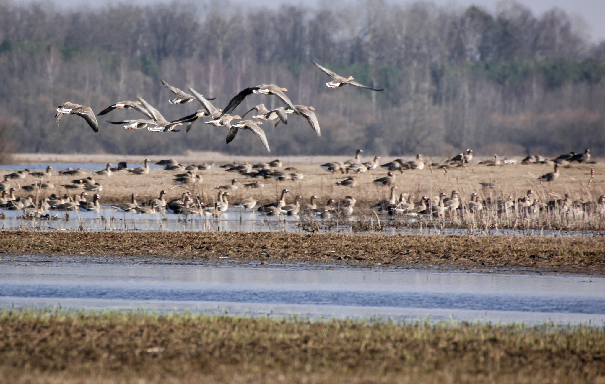Sony Alpha DSLR-A390 sample photo. Spring by the biebrza photography