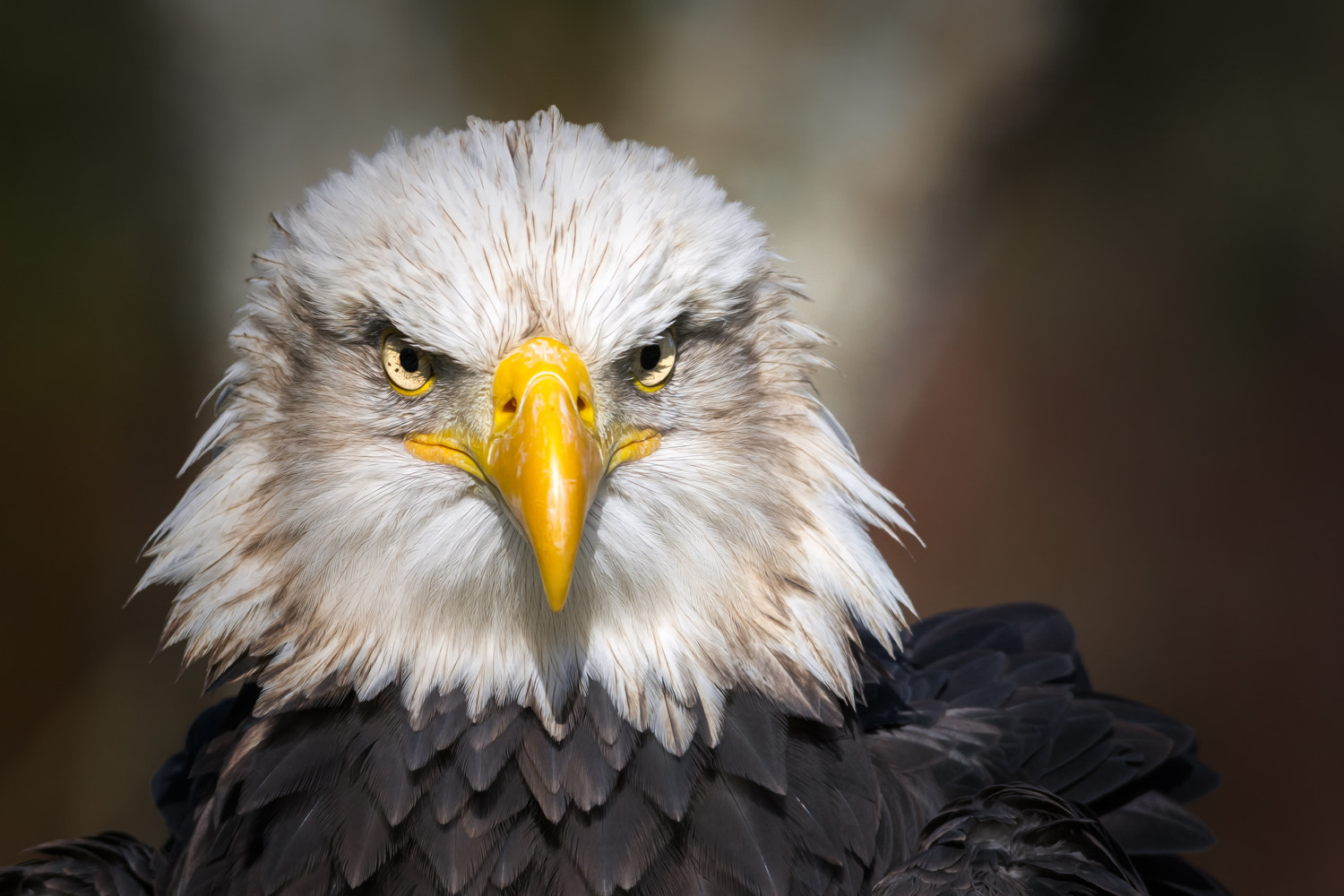 Sigma 120-400mm F4.5-5.6 DG OS HSM sample photo. Weißkopfseeadler photography