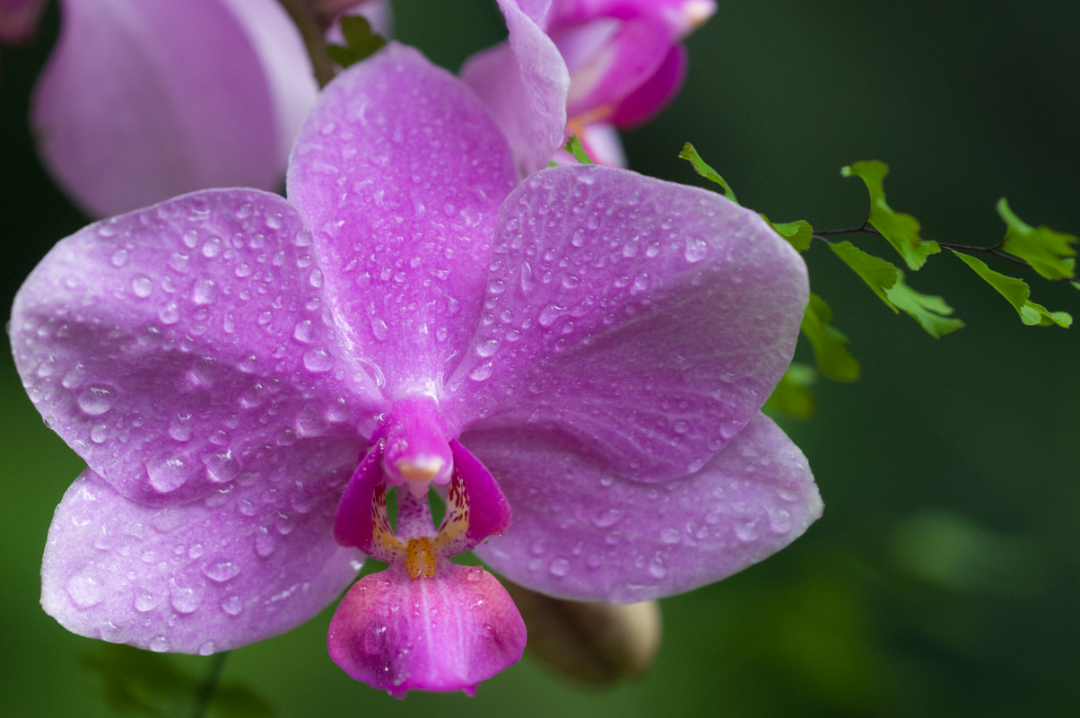 Sigma 150mm F2.8 EX DG Macro HSM sample photo. Fresh photography