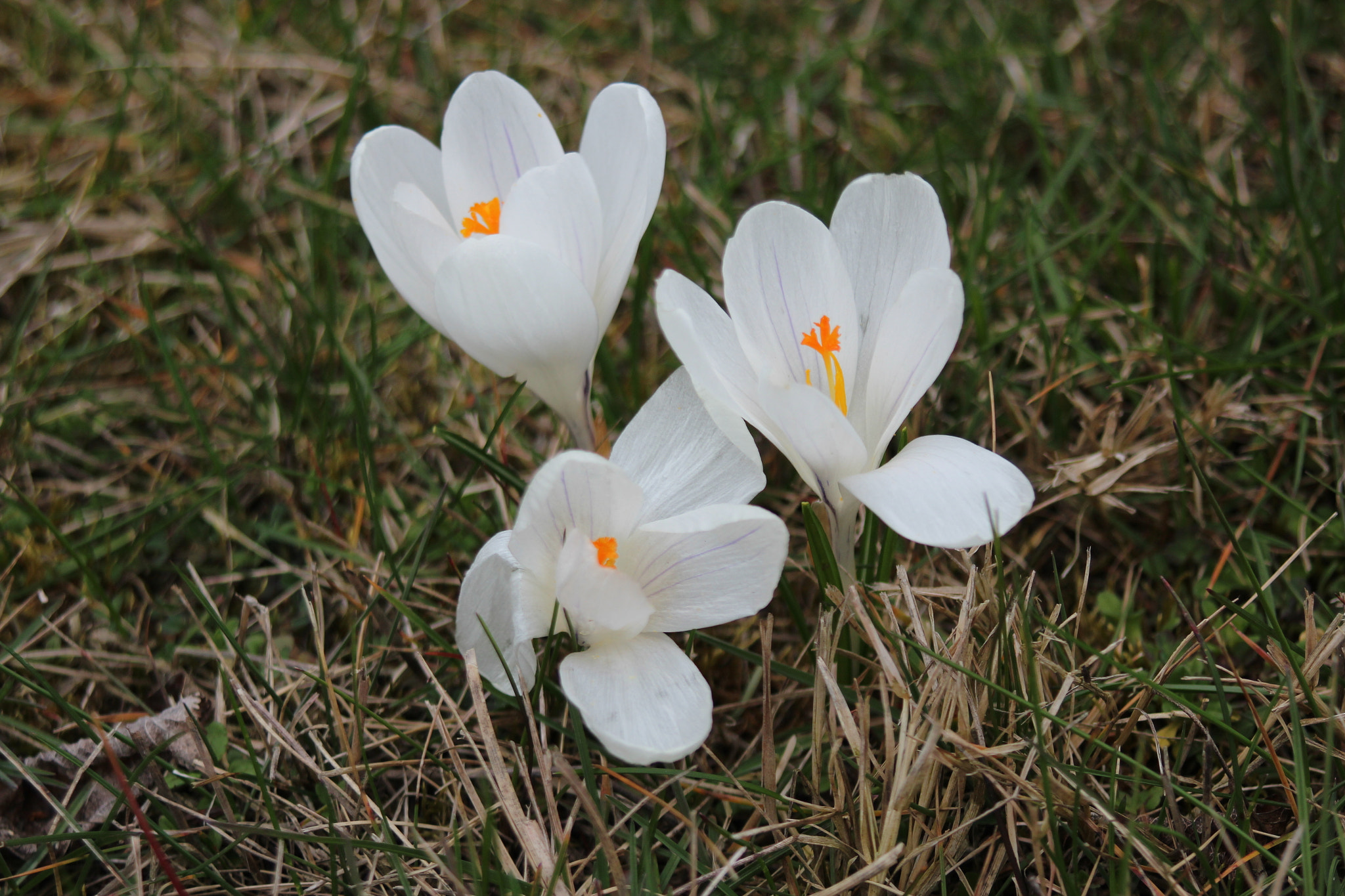 Canon EF 38-76mm f/4.5-5.6 sample photo. Power of white photography