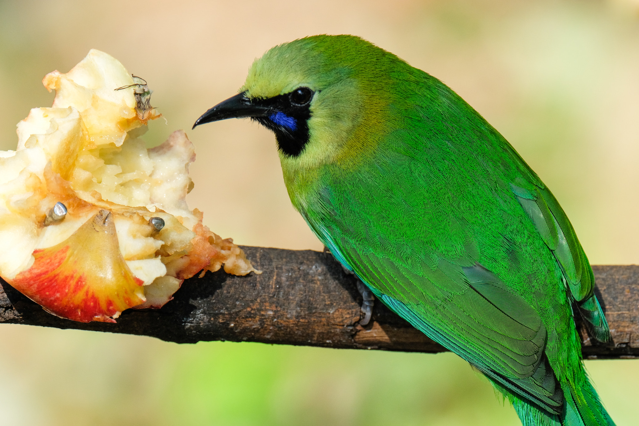 XF100-400mmF4.5-5.6 R LM OIS WR + 1.4x sample photo. Greater green leafbird photography