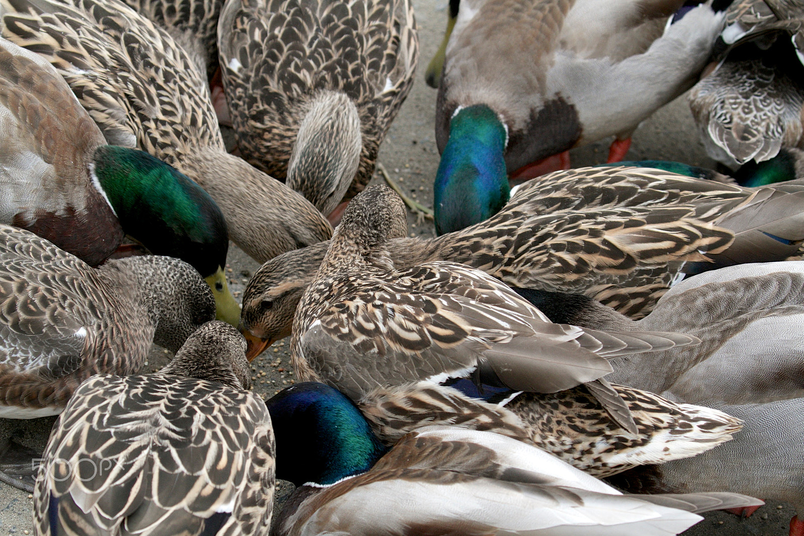Canon EF 100-400mm F4.5-5.6L IS II USM sample photo. A duck scrum photography