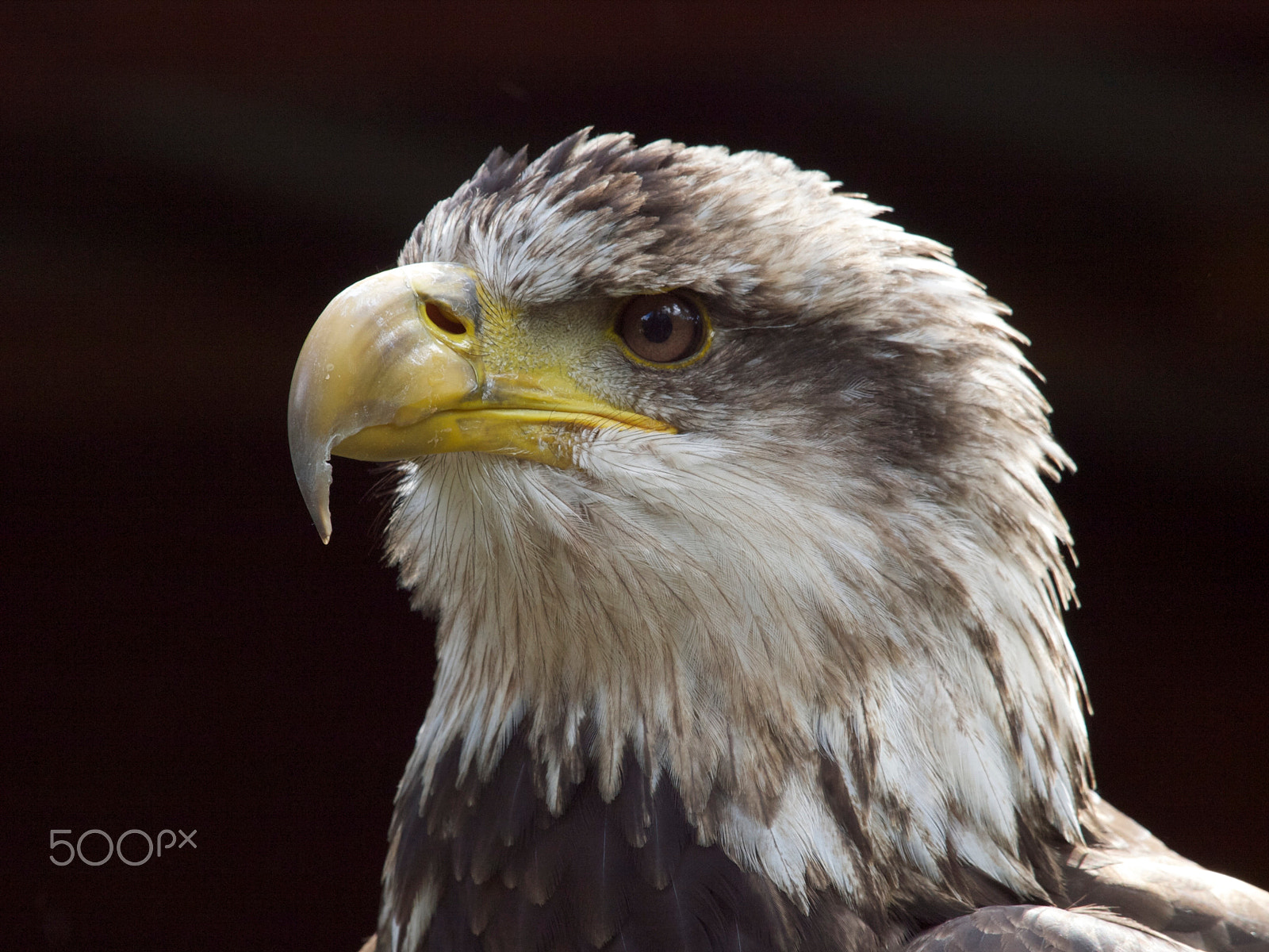 Olympus E-3 + Olympus Zuiko Digital ED 50-200mm F2.8-3.5 SWD sample photo. Young bald eagle profile photography