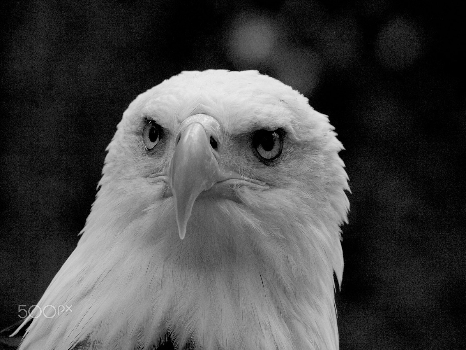 Olympus E-3 + Olympus Zuiko Digital ED 50-200mm F2.8-3.5 SWD sample photo. B&w bald eagle photography