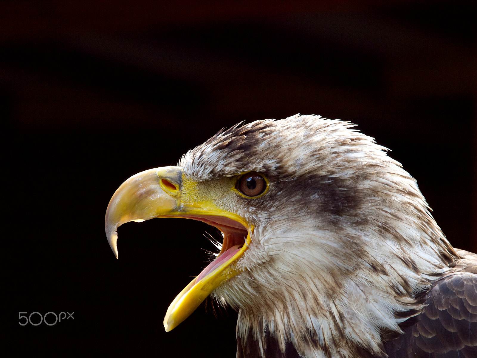 Olympus Zuiko Digital ED 50-200mm F2.8-3.5 SWD sample photo. Young bald eagle photography