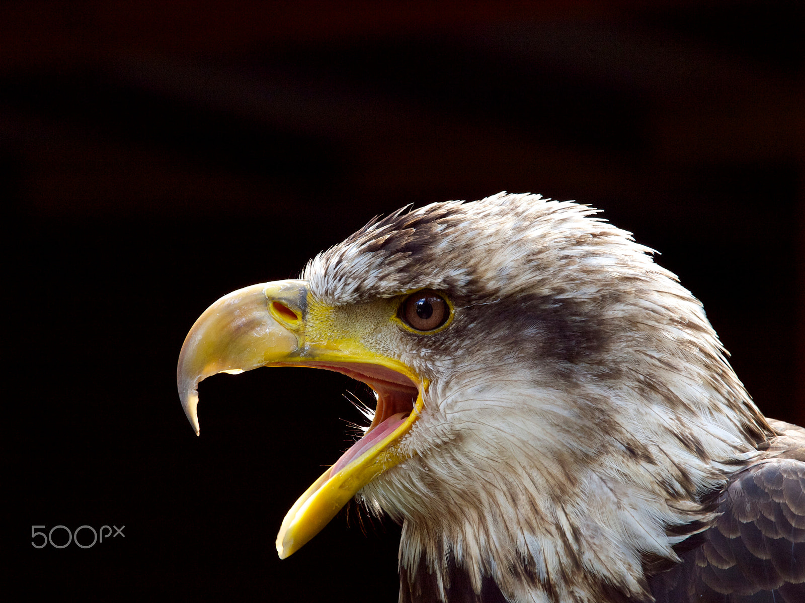 Olympus E-3 + Olympus Zuiko Digital ED 50-200mm F2.8-3.5 SWD sample photo. Young bald eagle photography