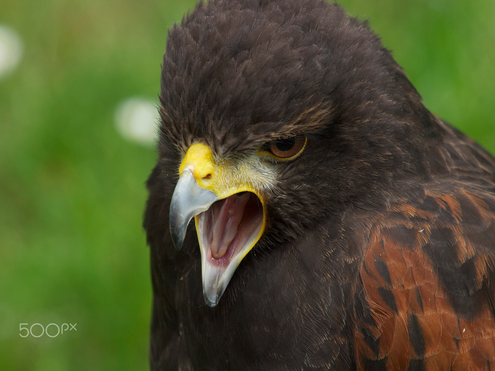 Olympus E-3 + Olympus Zuiko Digital ED 50-200mm F2.8-3.5 SWD sample photo. Harris hawk photography