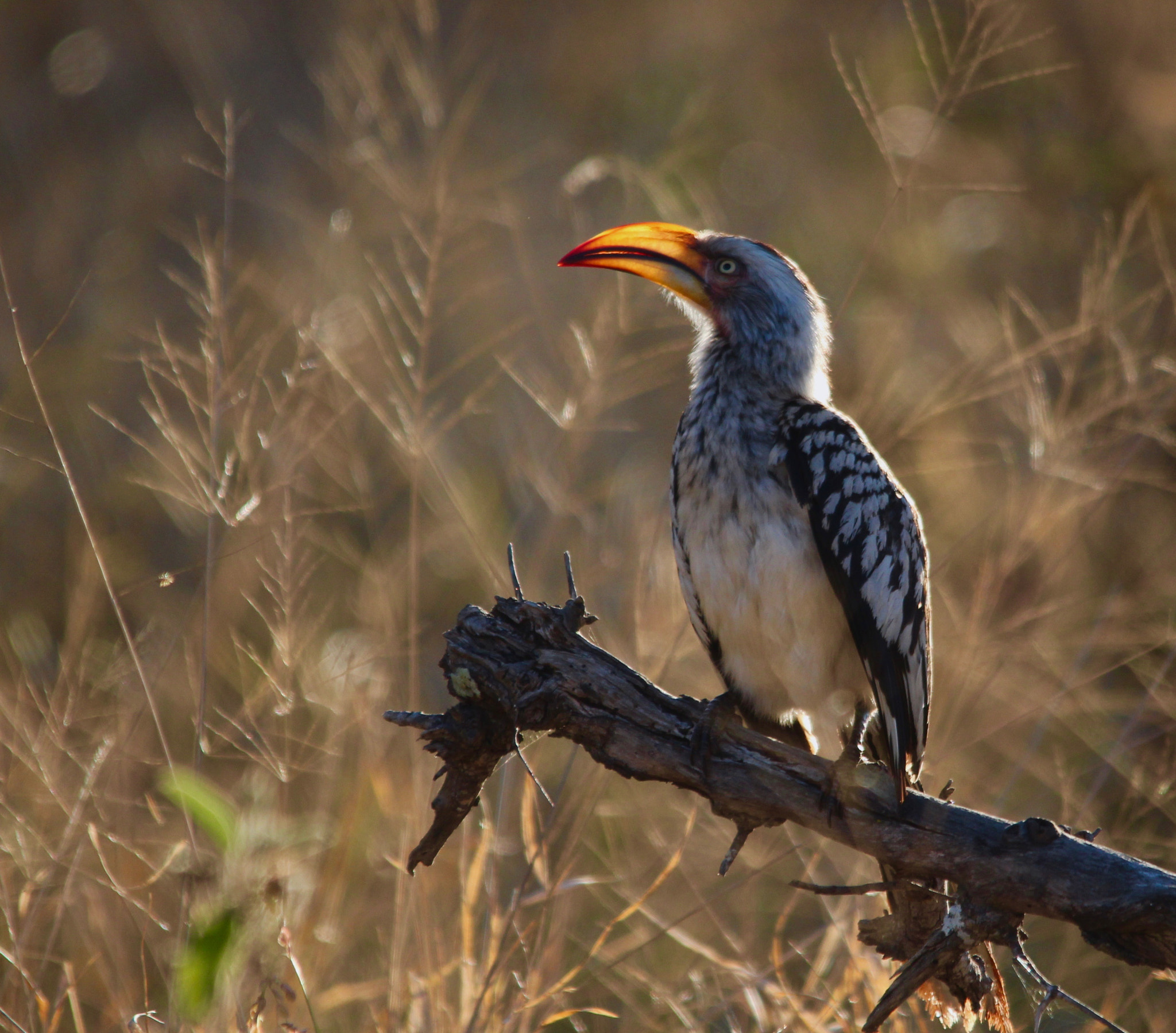 Canon EOS 650D (EOS Rebel T4i / EOS Kiss X6i) + Sigma 150-500mm F5-6.3 DG OS HSM sample photo. Yellow-billed hornbill with illuminated bill photography