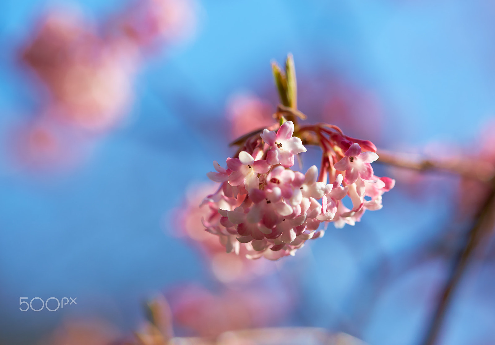 Canon EOS 6D + Canon EF 100mm F2.8 Macro USM sample photo. Spring flowers photography