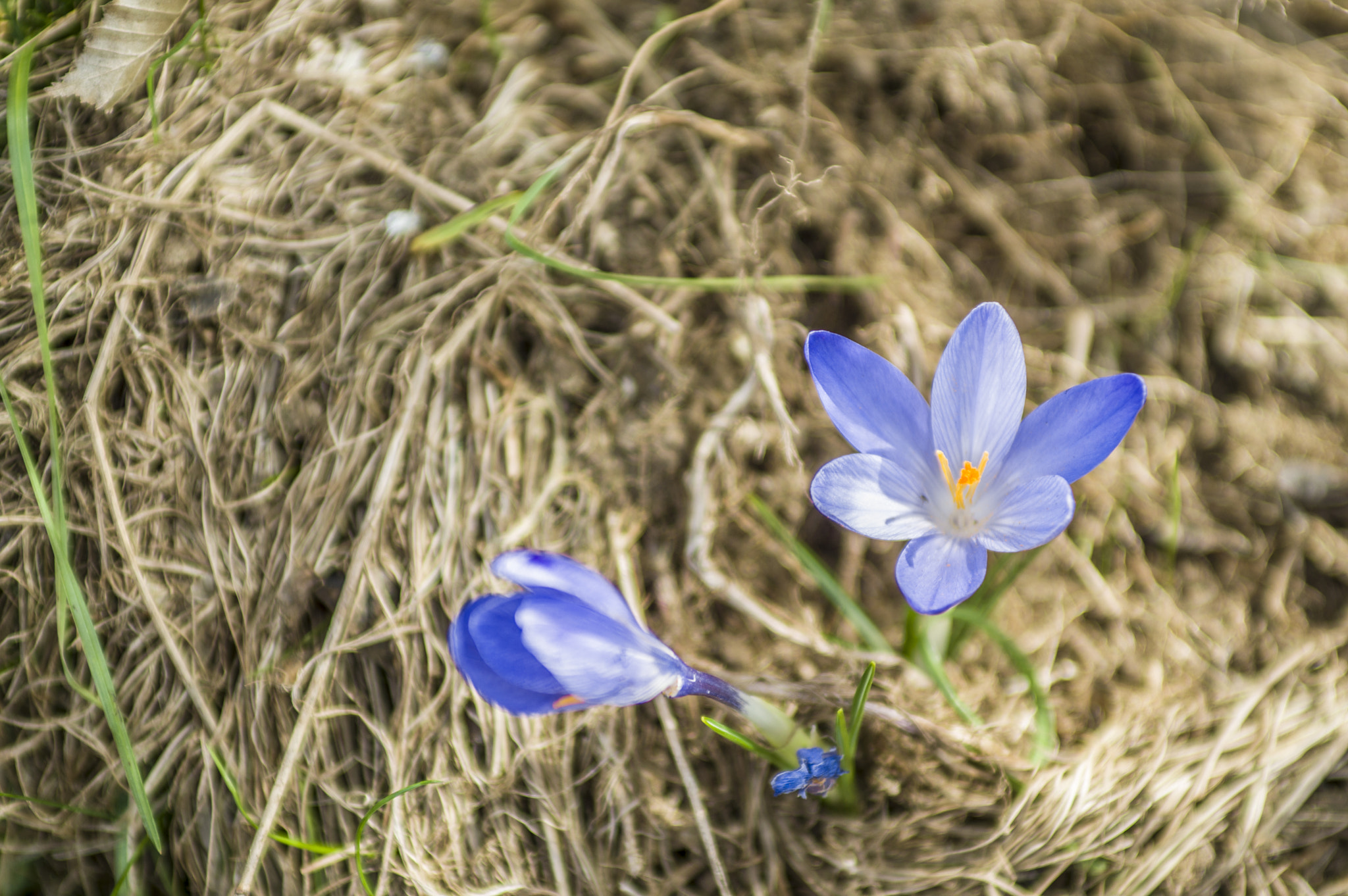 Nikon AF-S Nikkor 28-70mm F2.8 ED-IF sample photo. Blue flower heart yellow photography