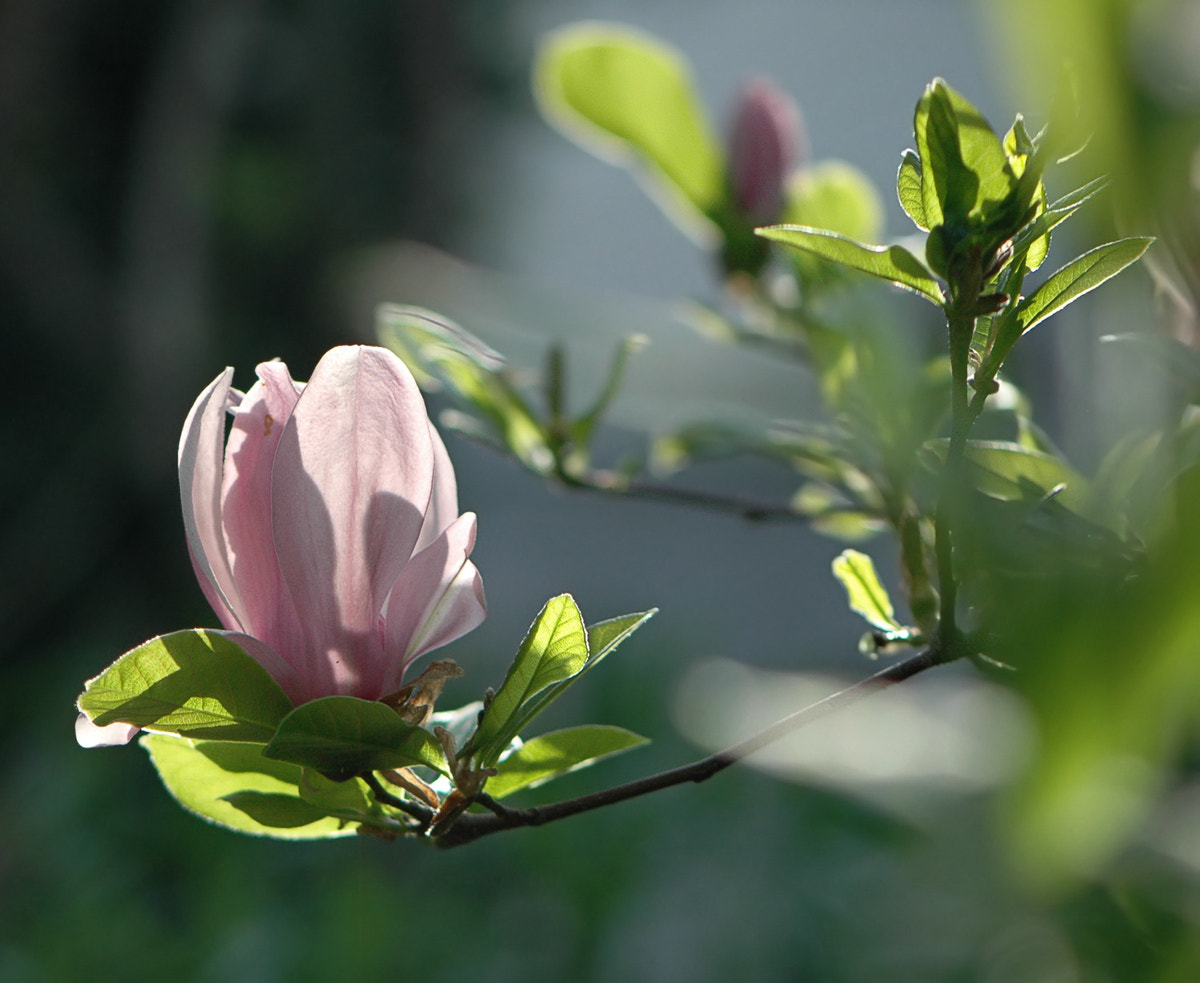 Nikon D70 sample photo. В лучах заката   in the sunset photography