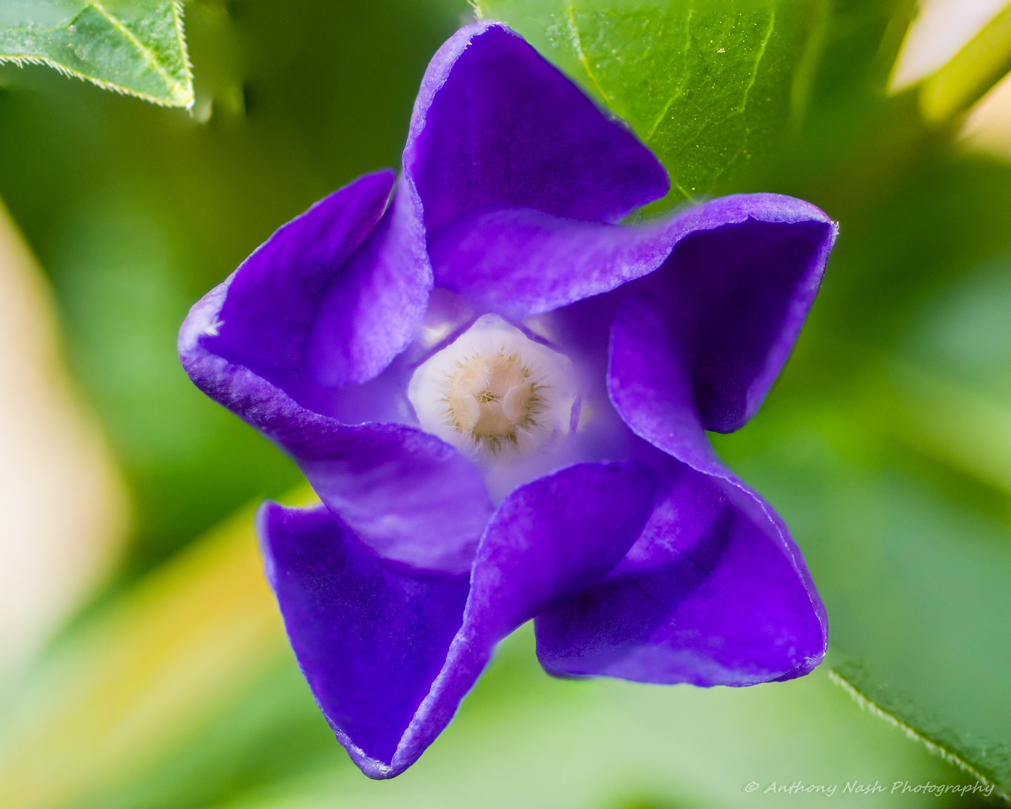 Nikon 1 S1 sample photo. Purple star photography