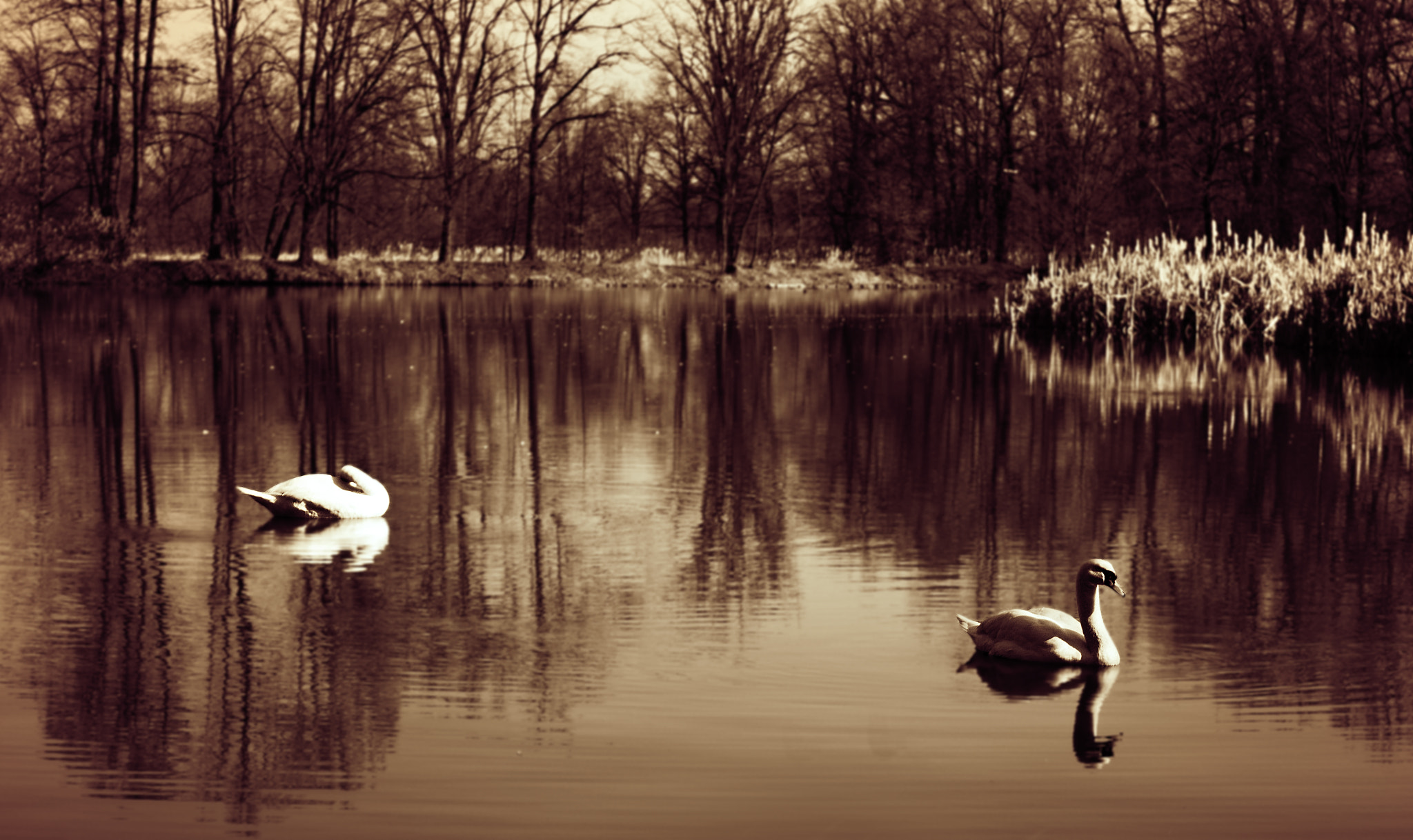 18.00 - 55.00 mm f/3.5 - 5.6 sample photo. Swan photography