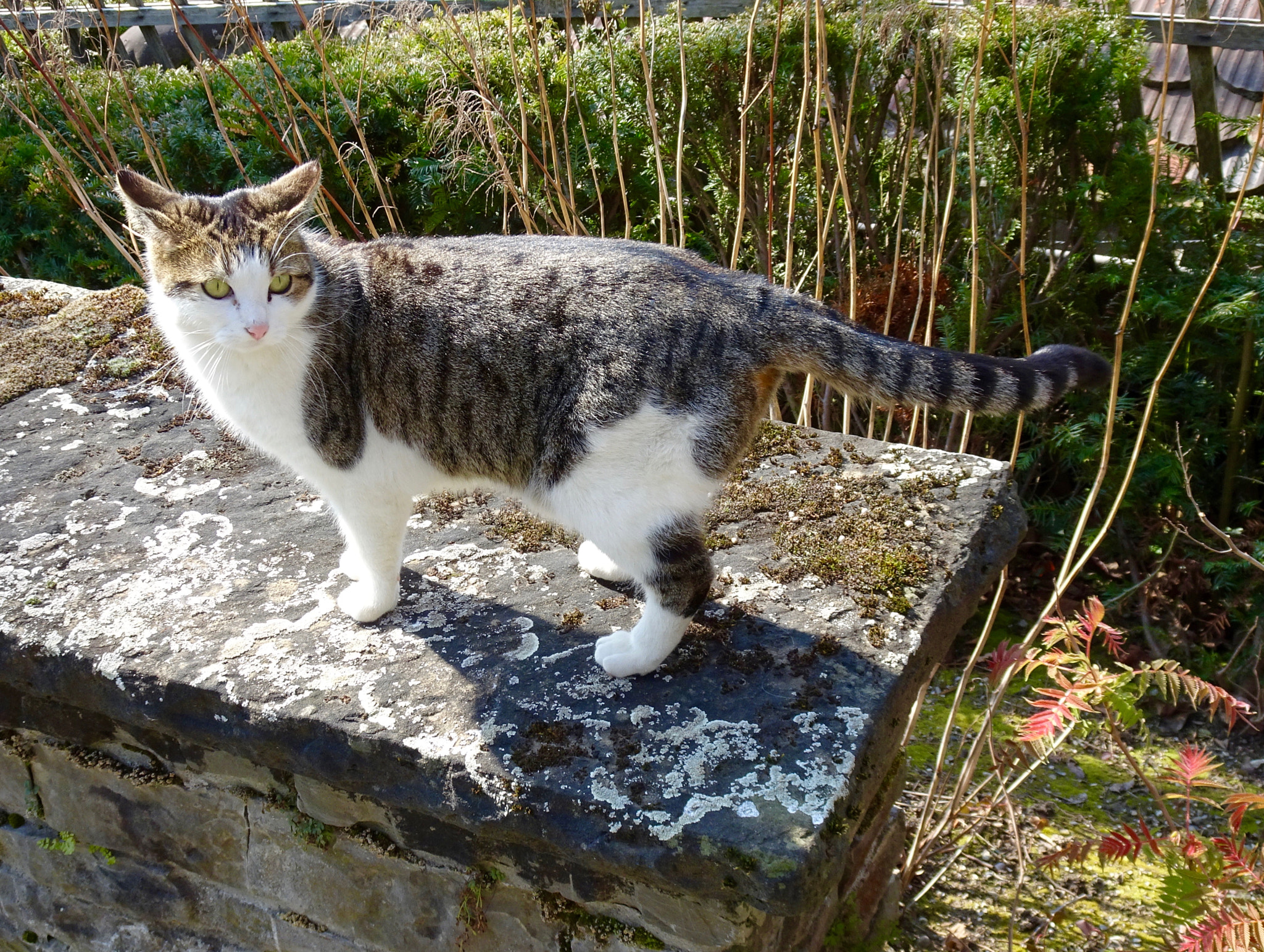 Sony Cyber-shot DSC-HX90V + Sony 24-720mm F3.5-6.4 sample photo. Le chat du jardin botanique ... photography