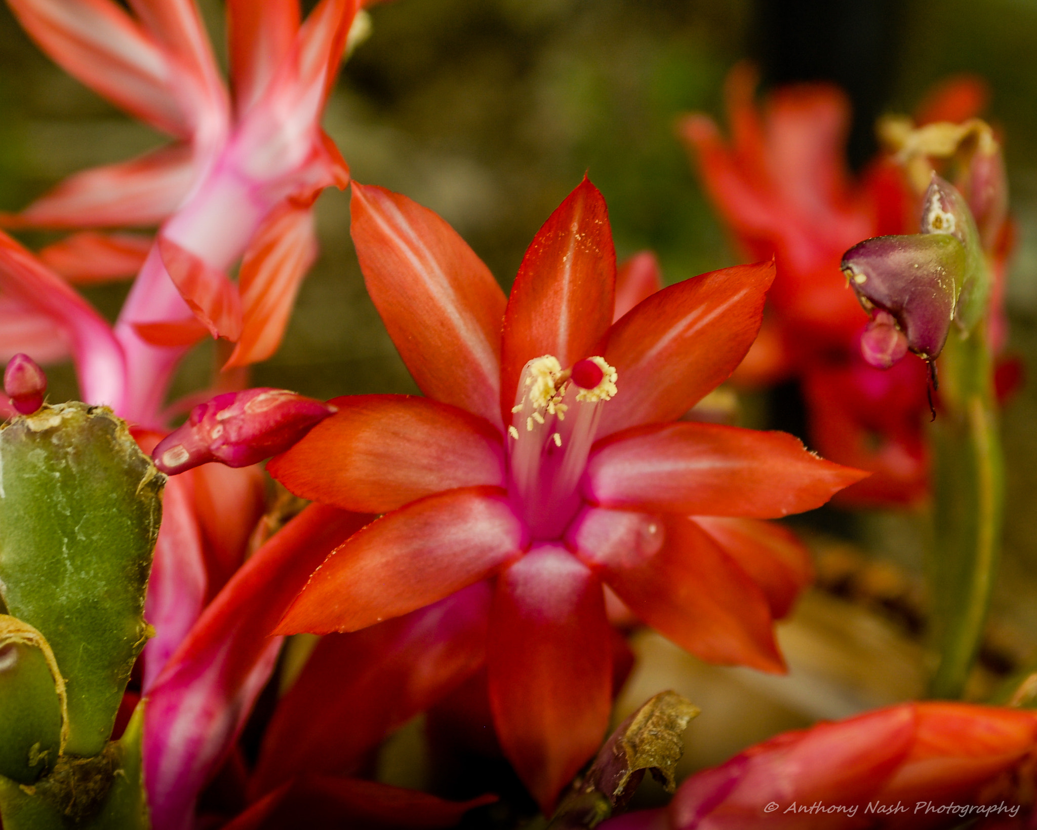 Nikon D200 + AF Zoom-Nikkor 35-70mm f/2.8D sample photo. Color of nature photography