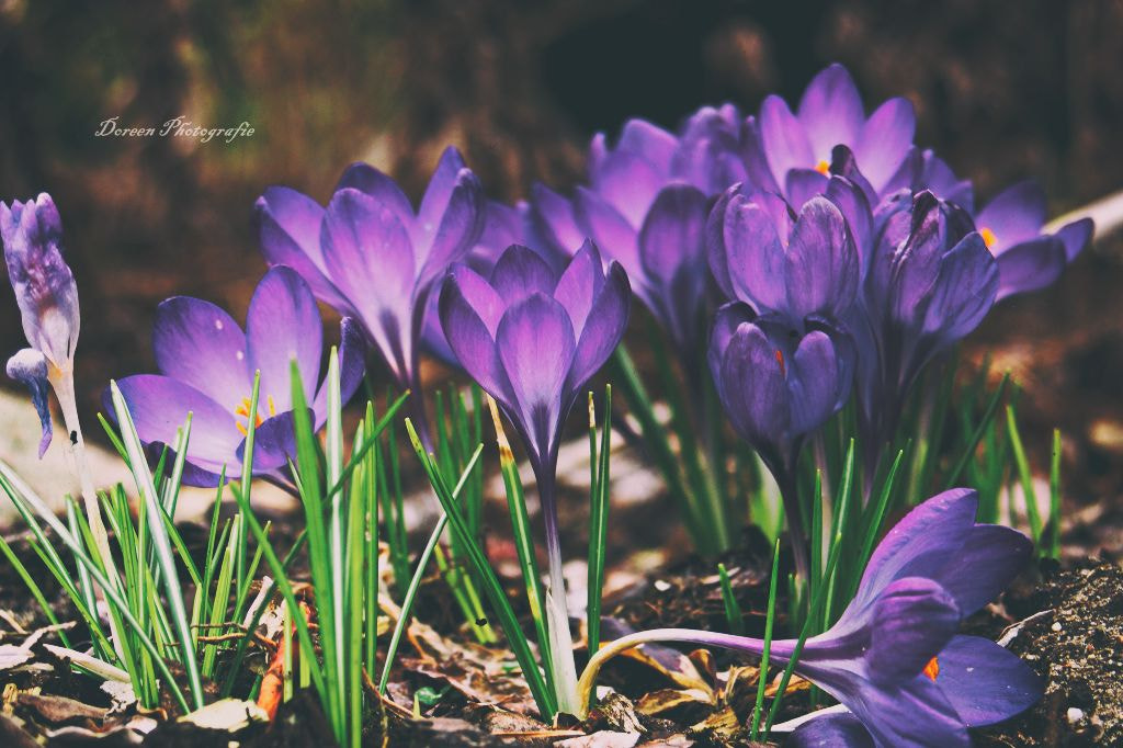 Canon EF 28-80mm f/3.5-5.6 USM sample photo. Crocus photography