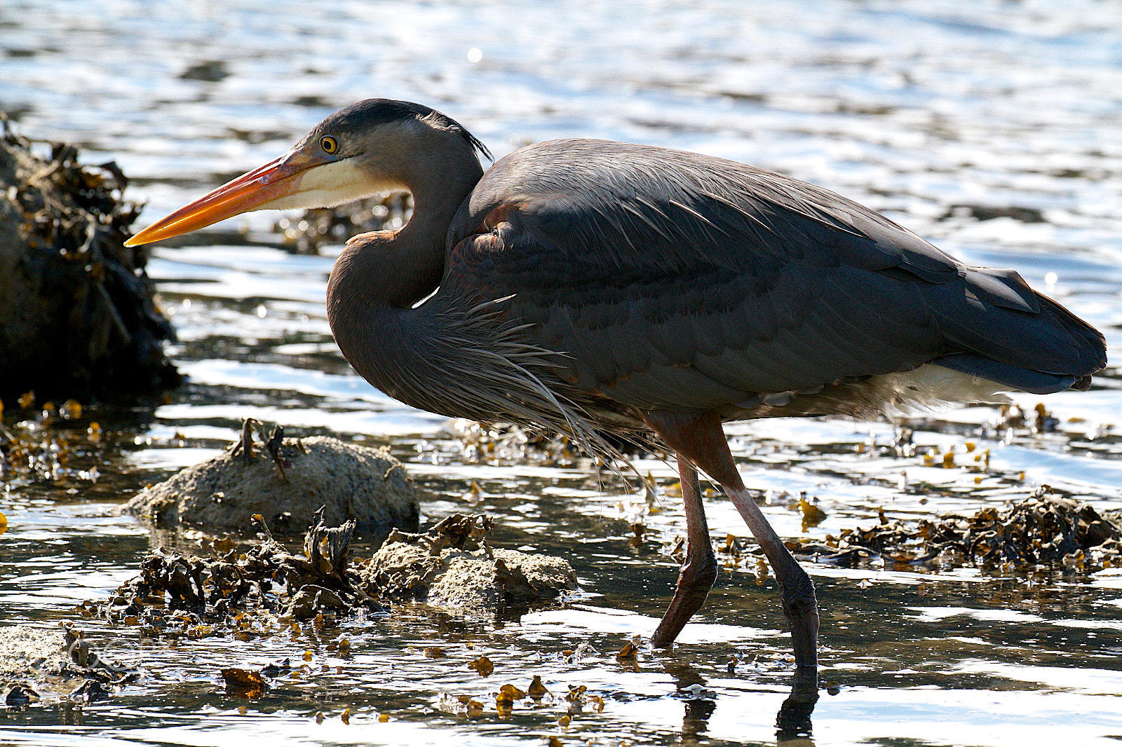 Canon EF 100-400mm F4.5-5.6L IS II USM sample photo. Img_3630.jpg blue herron 3 photography