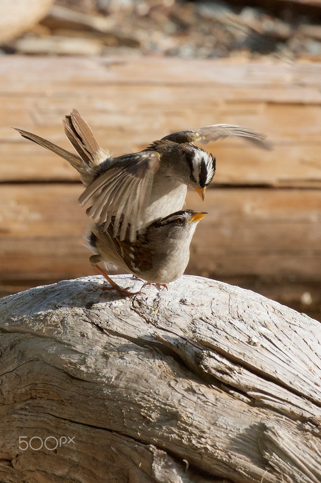 Canon EF 100-400mm F4.5-5.6L IS II USM sample photo. Img_6492.jpg song sparrows mateing photography