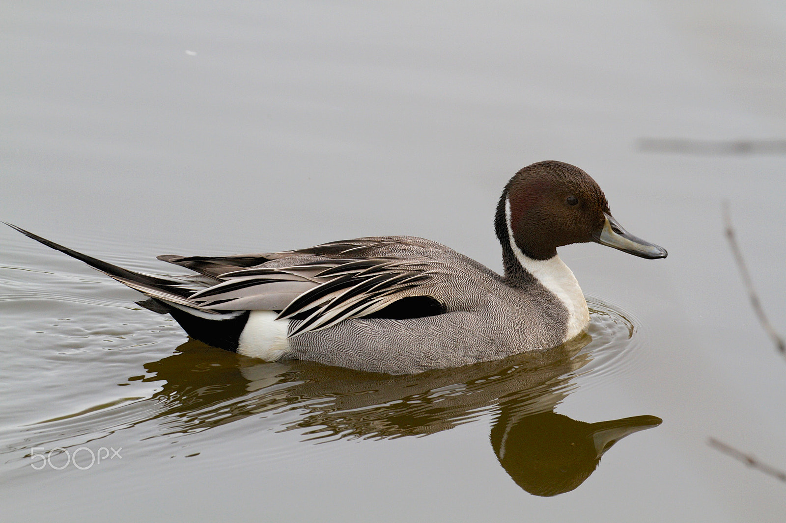 Canon EF 100-400mm F4.5-5.6L IS II USM sample photo. Img_2723.jpg pintail duck & reflection photography