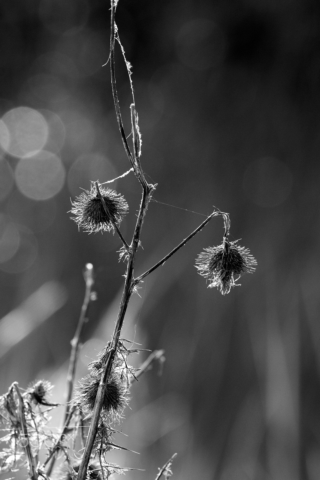 Canon EOS 7D + Canon EF 100-400mm F4.5-5.6L IS II USM sample photo. Img_6464.jpg backlit weeds photography