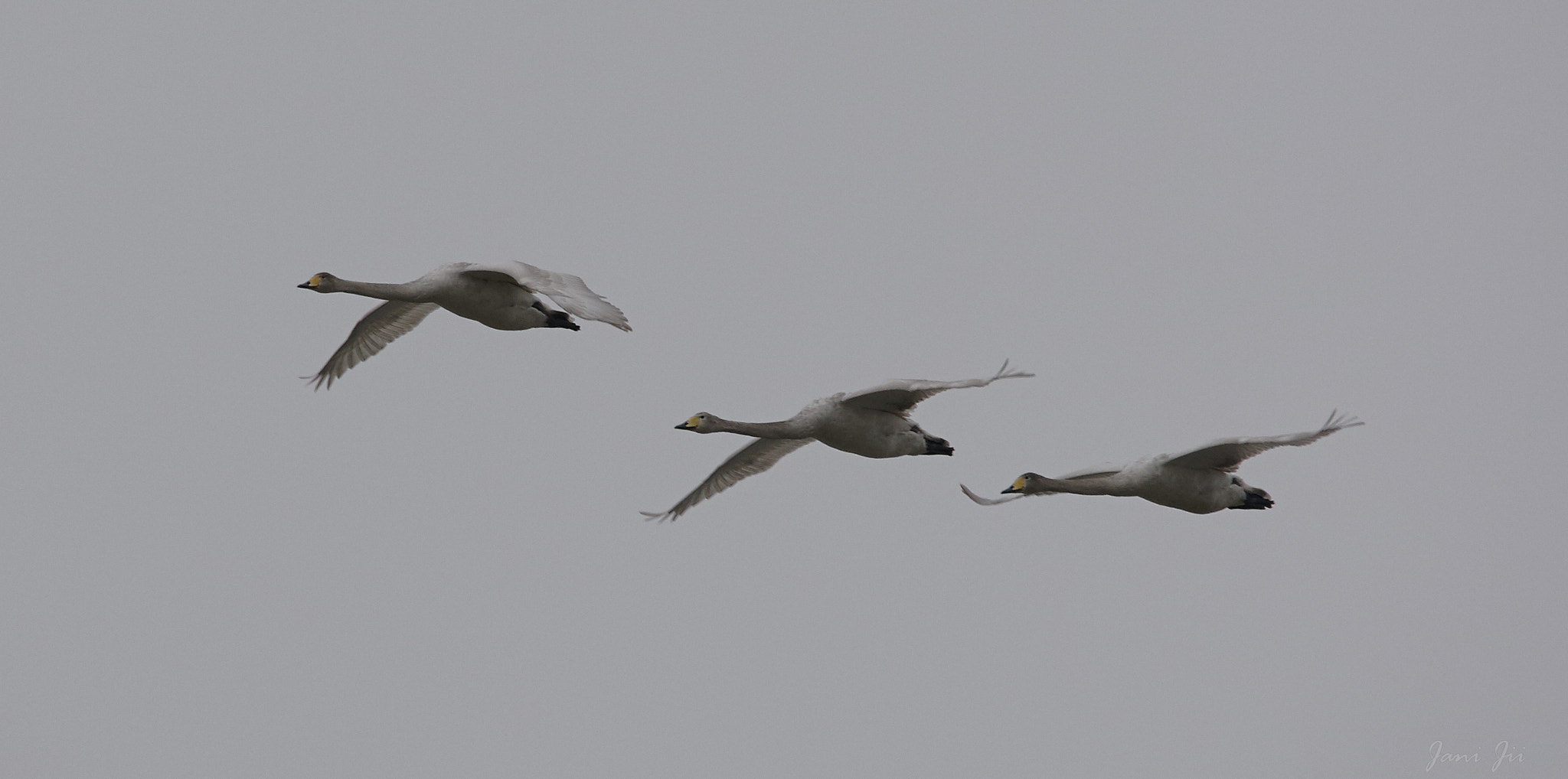Canon EOS-1D Mark III + 150-600mm F5-6.3 DG OS HSM | Contemporary 015 sample photo. Swan in close formation photography