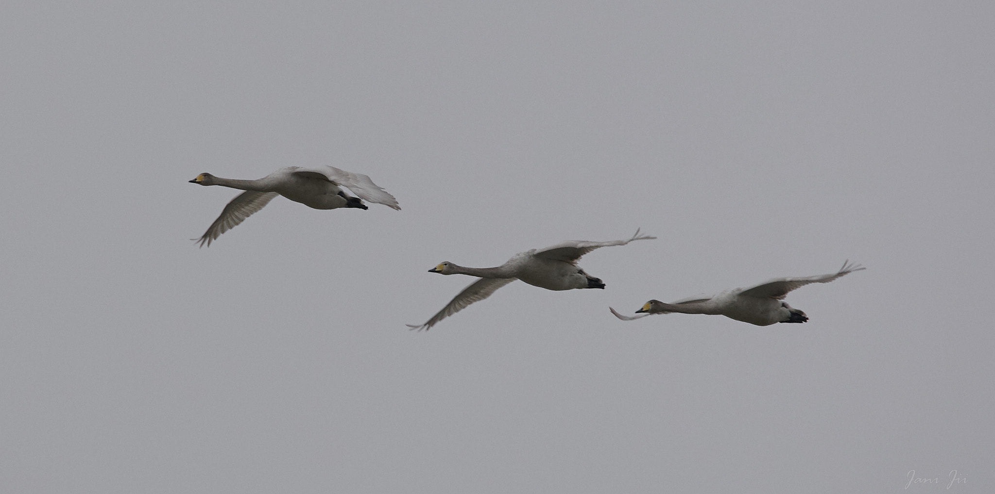 Canon EOS-1D Mark III sample photo. Swan in close formation photography