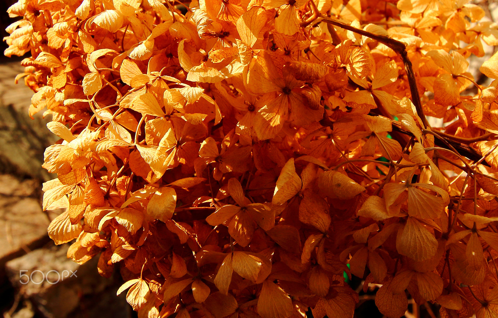 Canon EF-S 10-18mm F4.5–5.6 IS STM sample photo. Flower photography
