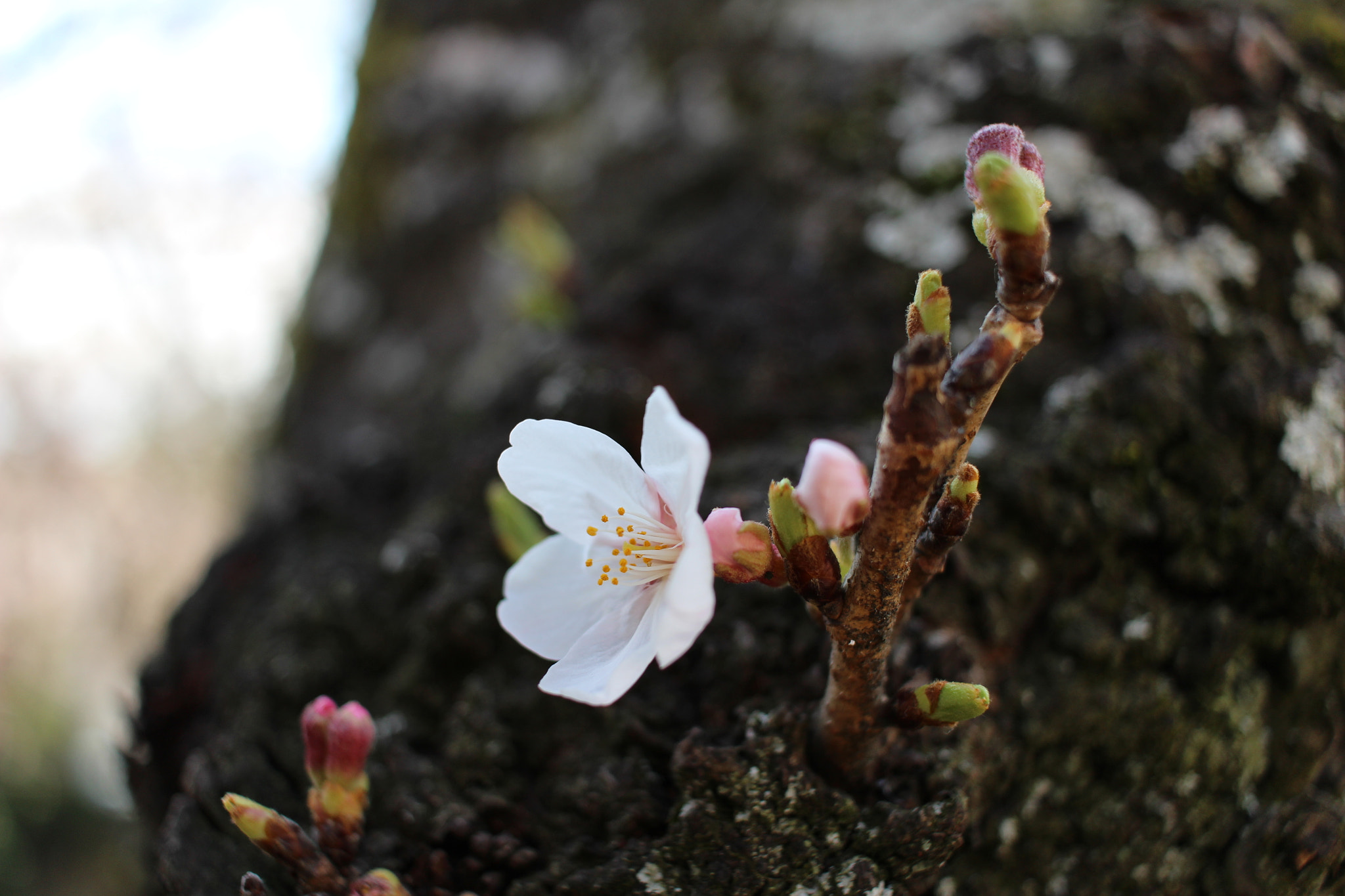 Canon EOS 100D (EOS Rebel SL1 / EOS Kiss X7) sample photo. Sakura photography