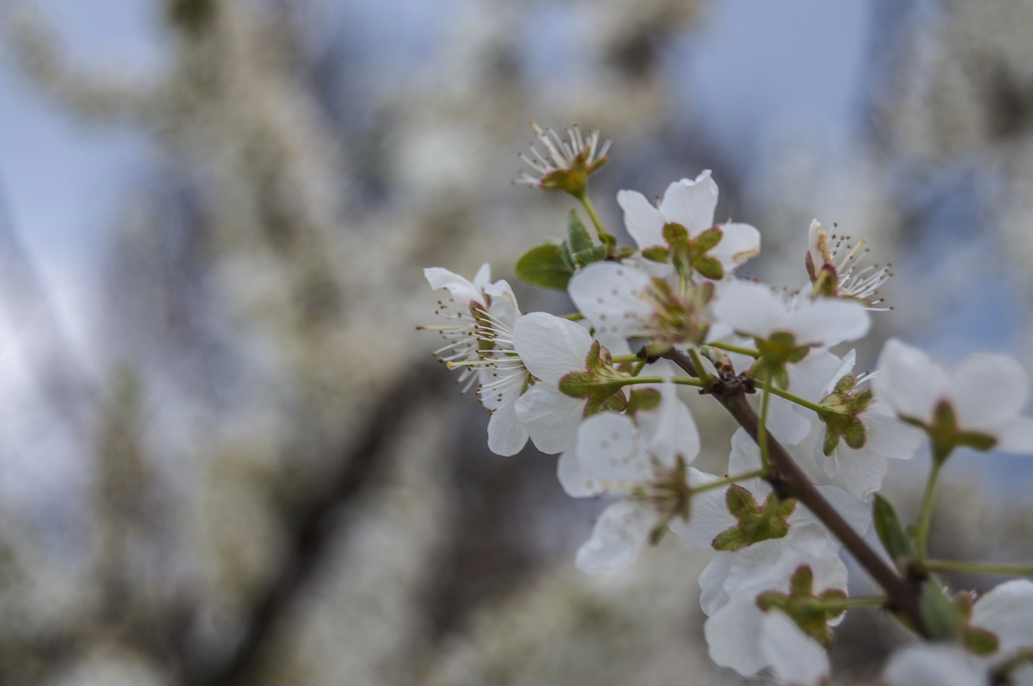 Nikon D90 + AF-S DX Zoom-Nikkor 18-55mm f/3.5-5.6G ED sample photo. Plum blossoms spring photography