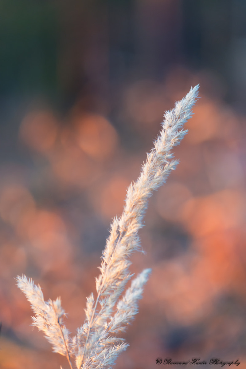 Sigma 150mm F2.8 EX DG Macro HSM sample photo. A blade of grass in the forest photography
