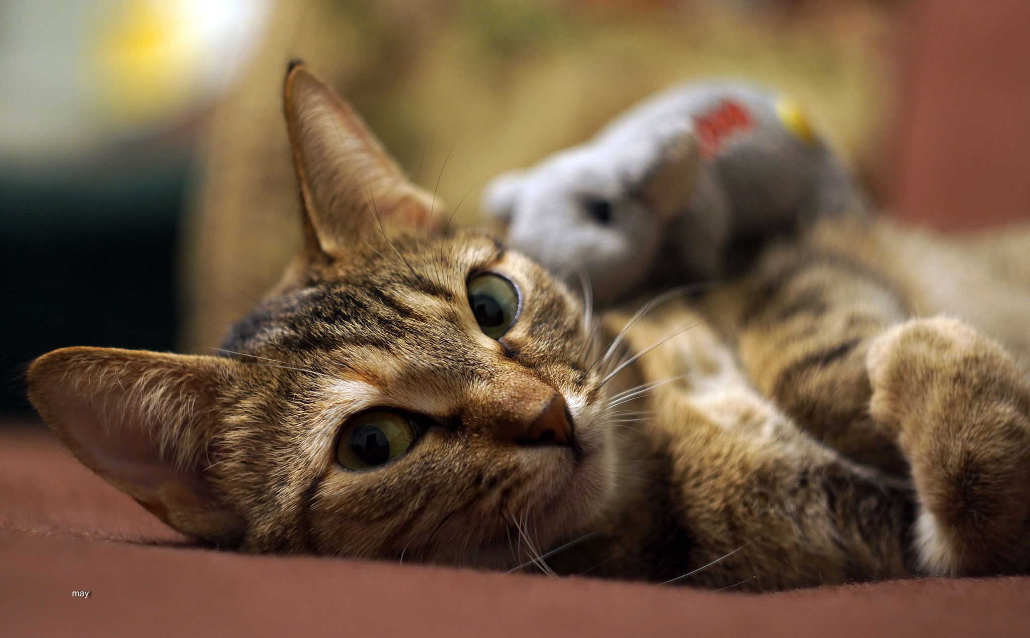 Sony SLT-A65 (SLT-A65V) + Minolta AF 50mm F1.7 sample photo. Соня отдыхает ) photography