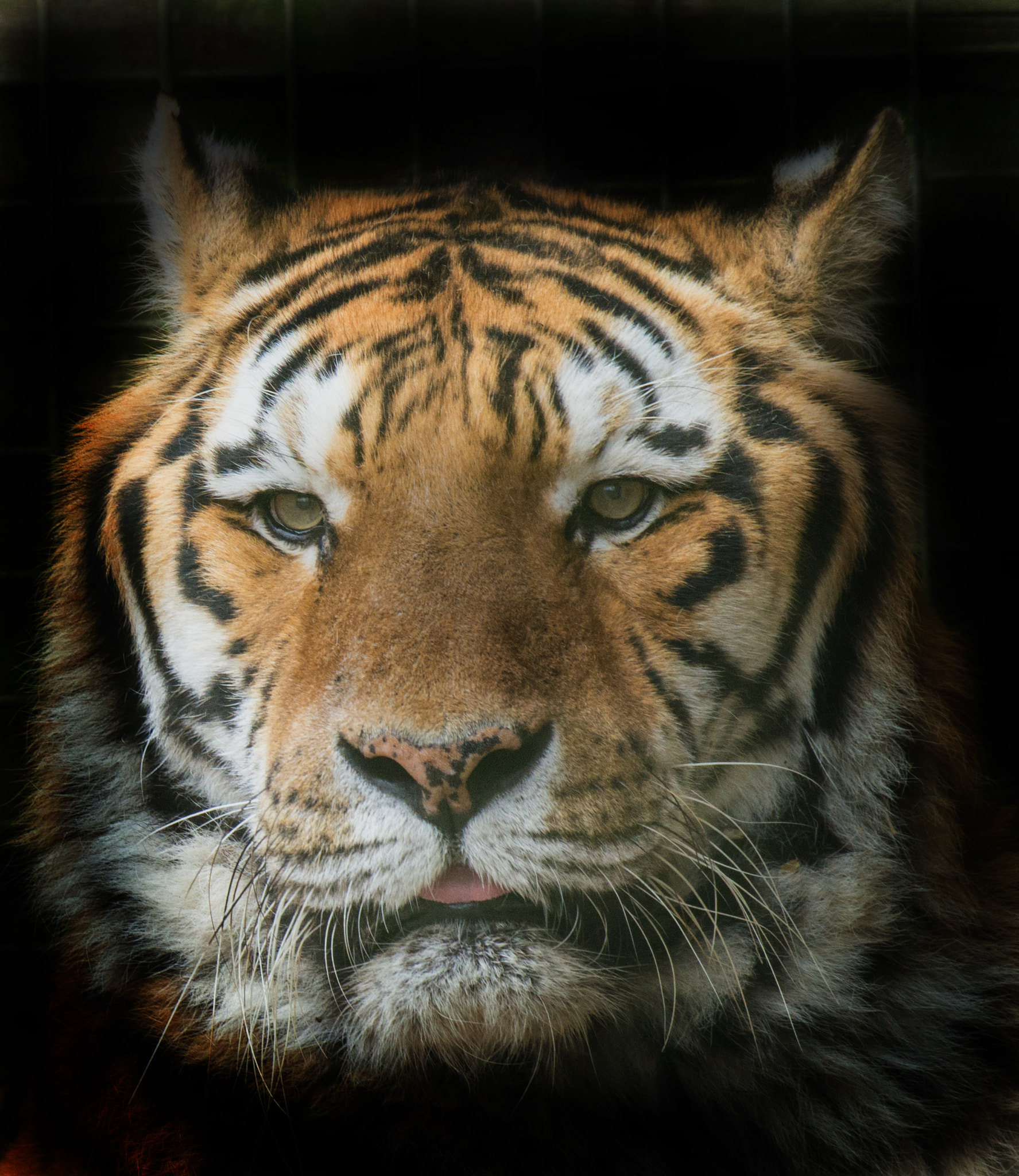 Nikon AF-S Nikkor 200-500mm F5.6E ED VR sample photo. Tiger photography