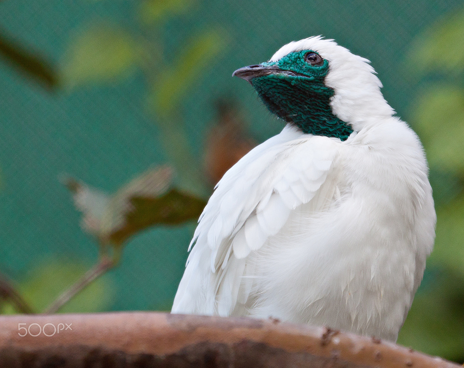 Canon EF 100-400mm F4.5-5.6L IS USM sample photo. Bare-throated bellbird in a branch photography