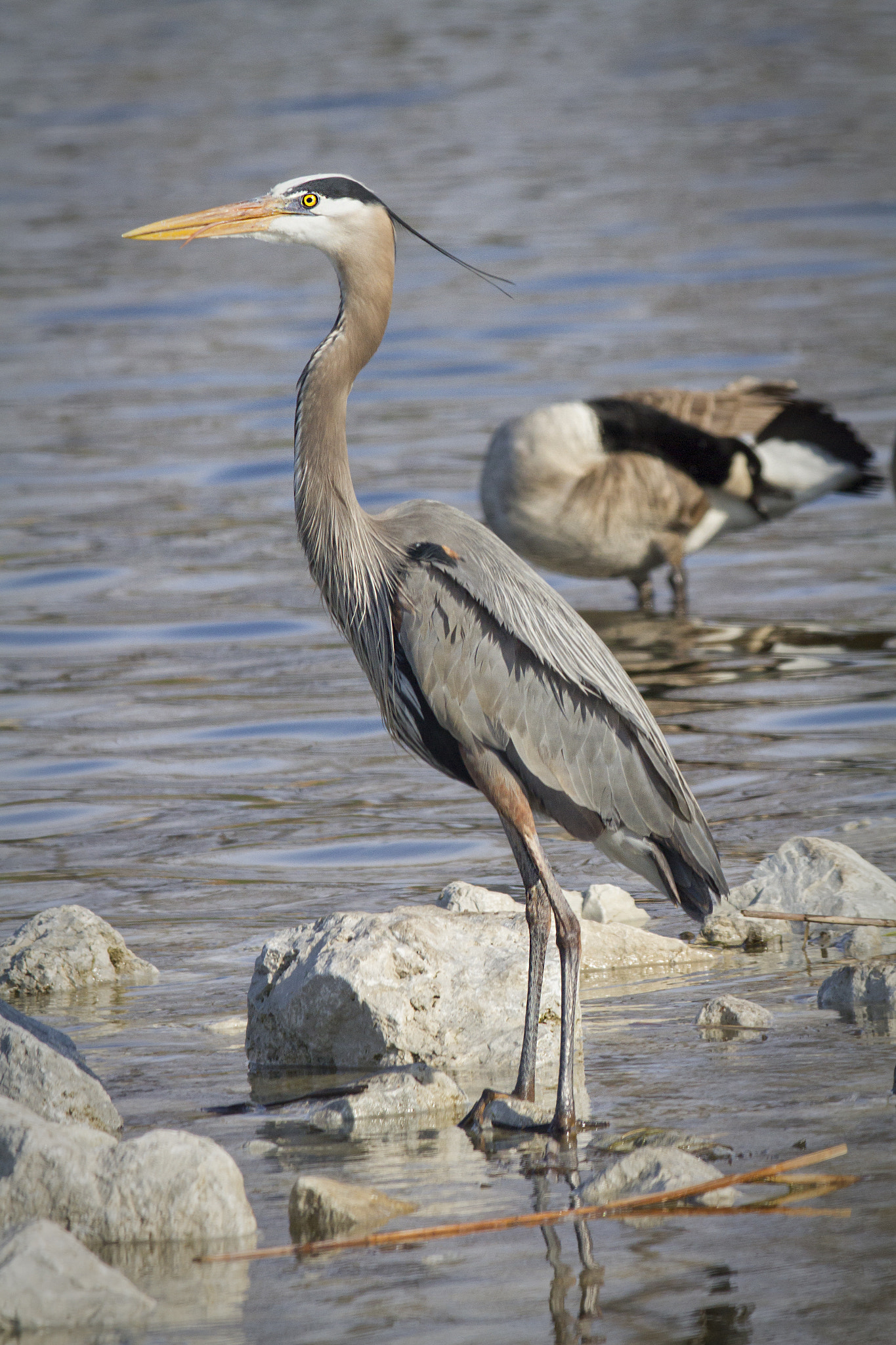 Canon EF 100-400mm F4.5-5.6L IS USM sample photo. Master fisherman photography