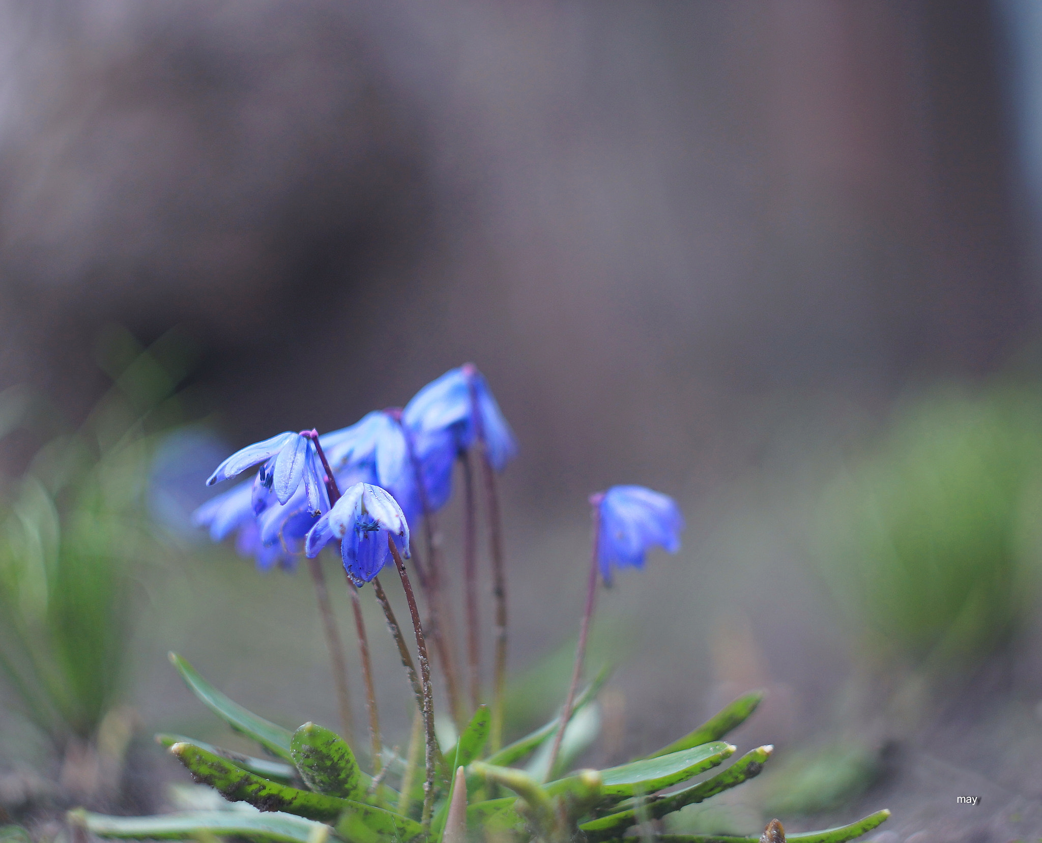 Sony SLT-A65 (SLT-A65V) + Minolta AF 50mm F1.7 sample photo. после дождя photography