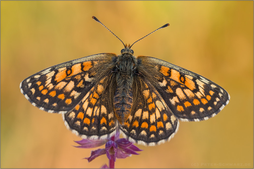 Sigma 150mm f/2.8 EX DG OS HSM APO Macro sample photo. Melitaea parthenoides photography