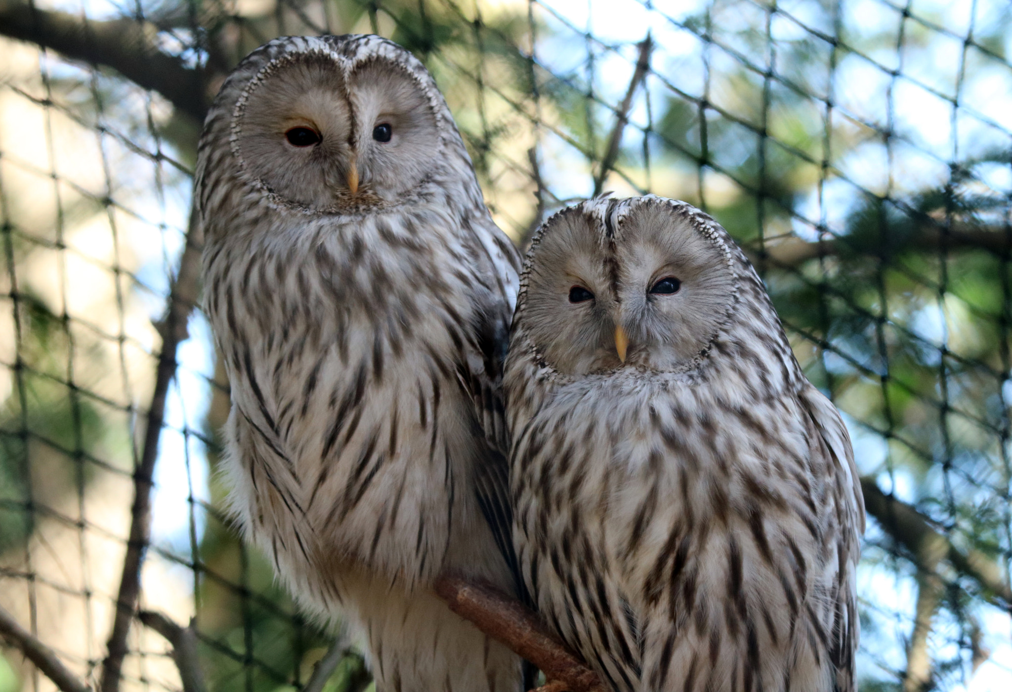 Tamron SP 150-600mm F5-6.3 Di VC USD sample photo. Ural owls photography