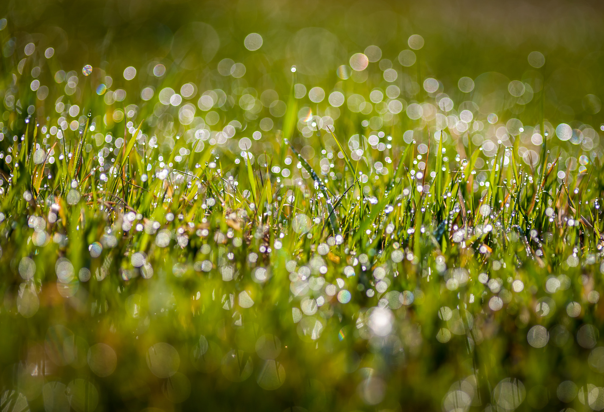 Canon EOS 5D + Canon EF 200mm F2.8L II USM sample photo. Morning dew photography