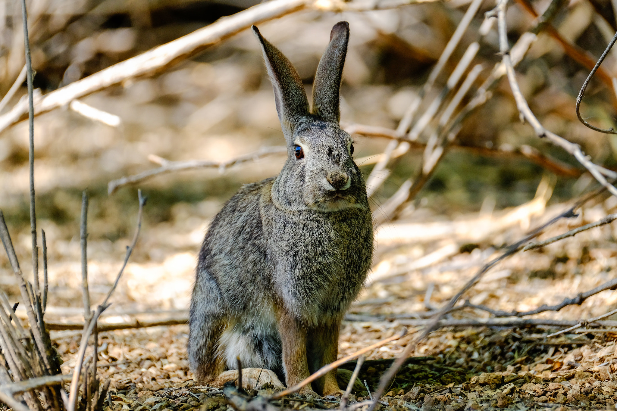 Fujifilm XF 100-400mm F4.5-5.6 R LM OIS WR sample photo. Cottontail photography