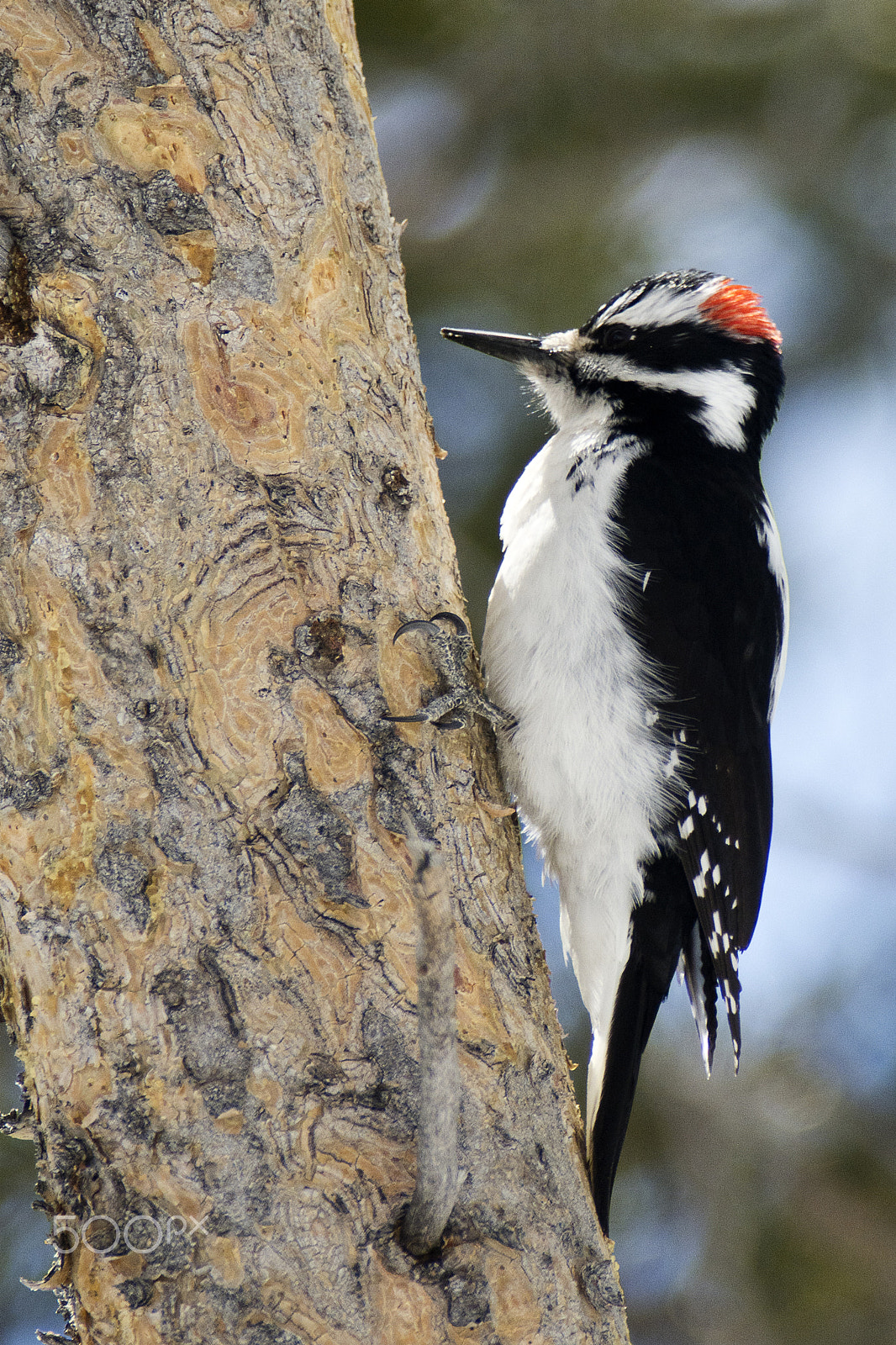 AF Zoom-Nikkor 28-100mm f/3.5-5.6G sample photo. Hairy woodpecker photography