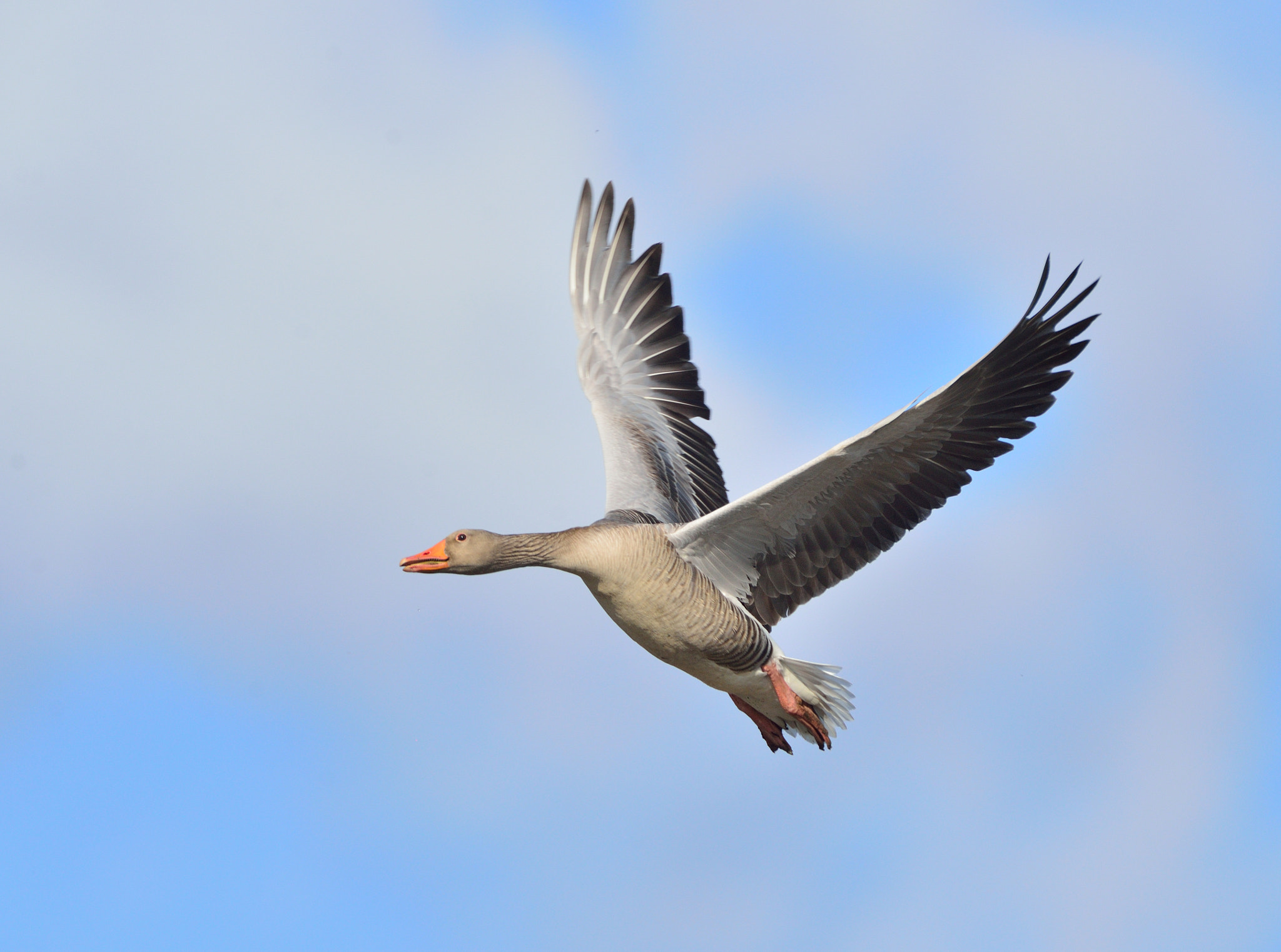 AF-S Nikkor 600mm f/4D IF-ED + TC-14E sample photo. Grauwe gans photography
